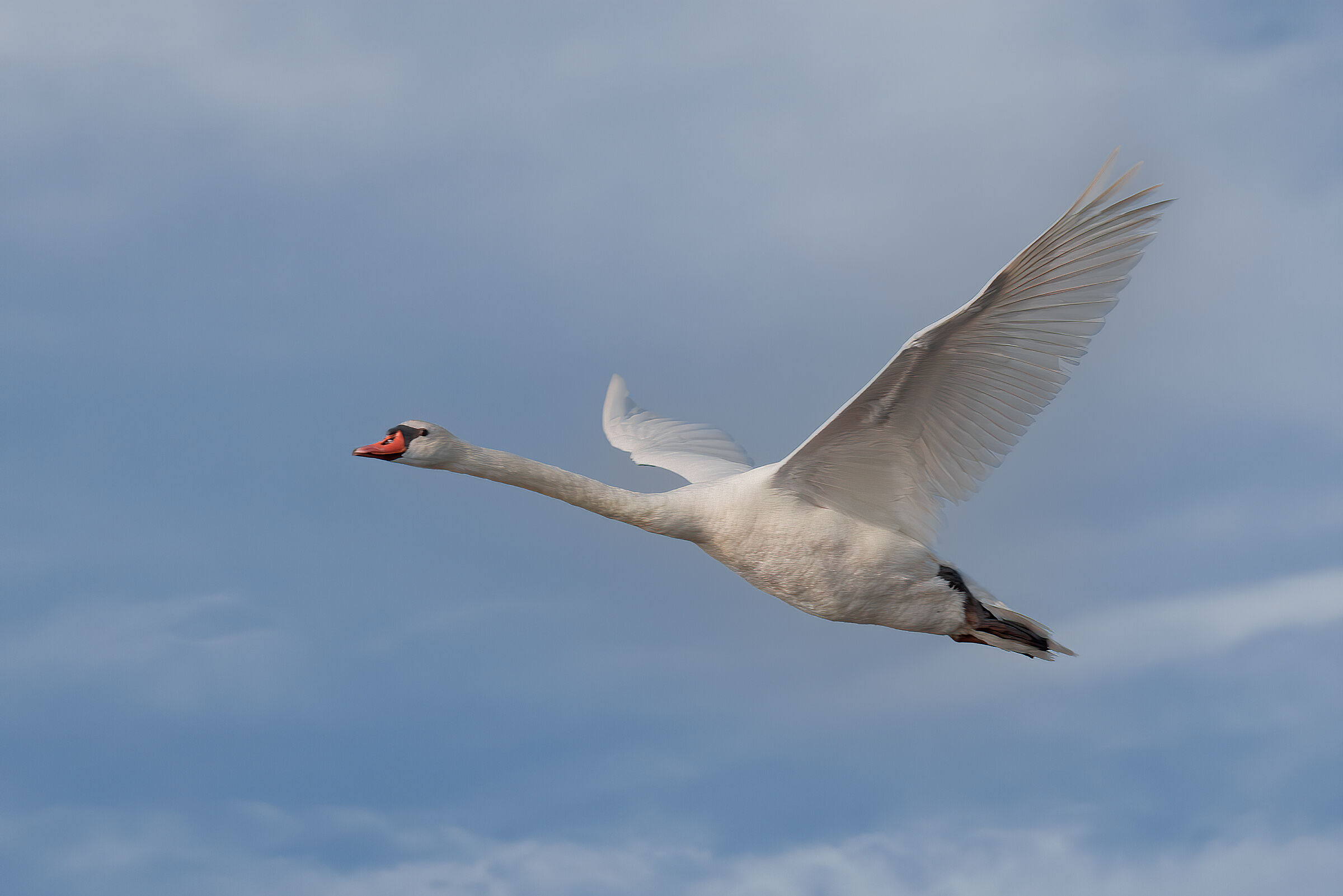 Flying royal swan...