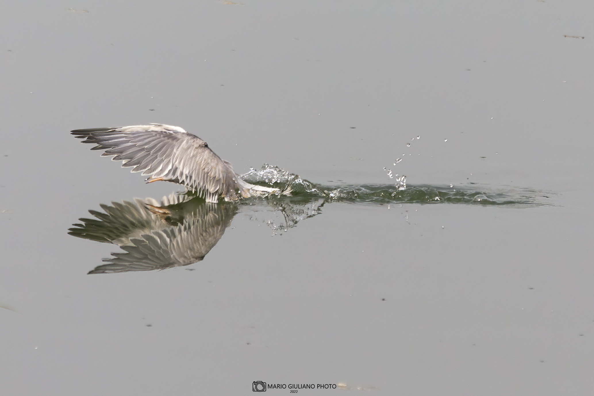 Reflections of a young tern...