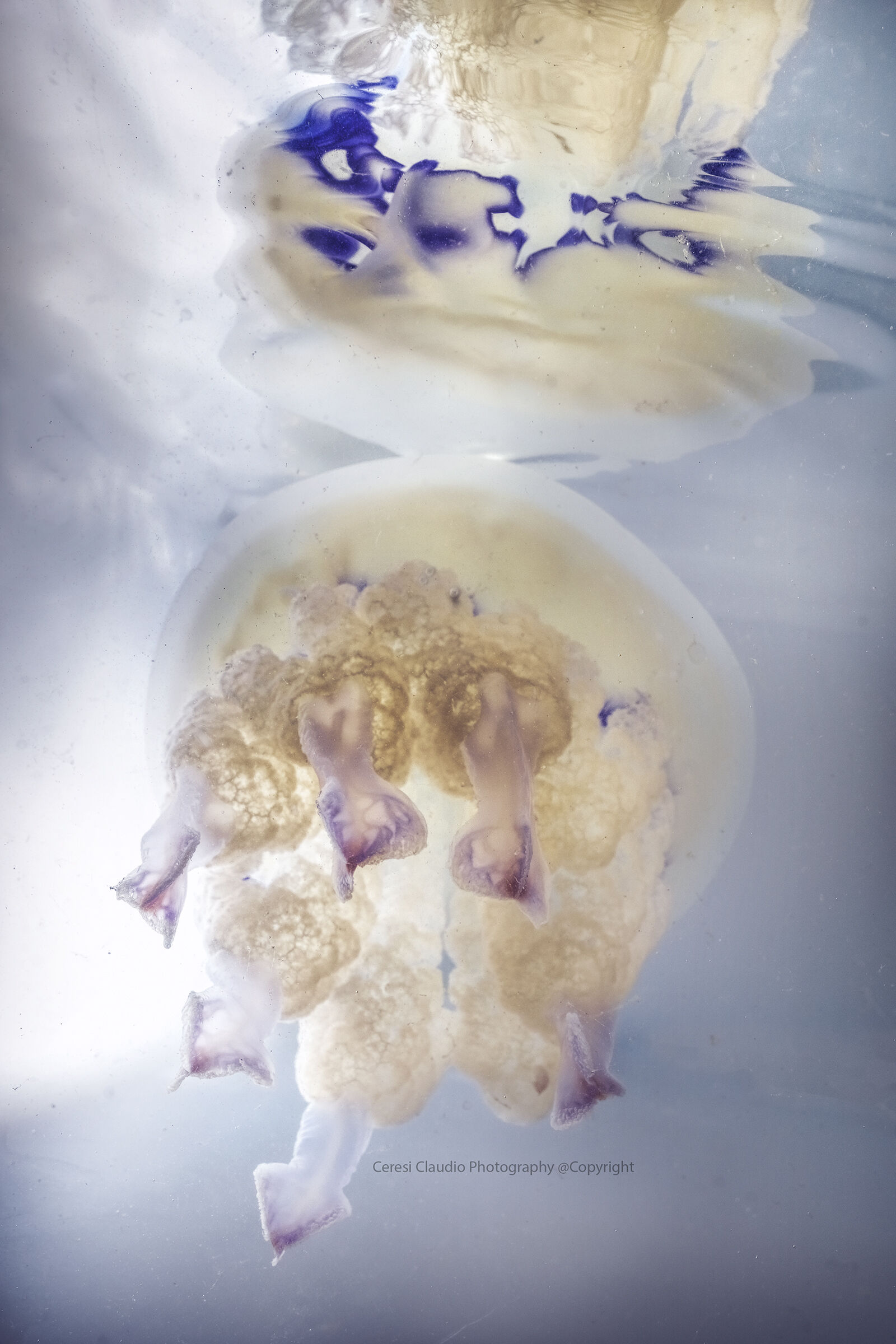 jellyfish Rhizostoma pulmo...
