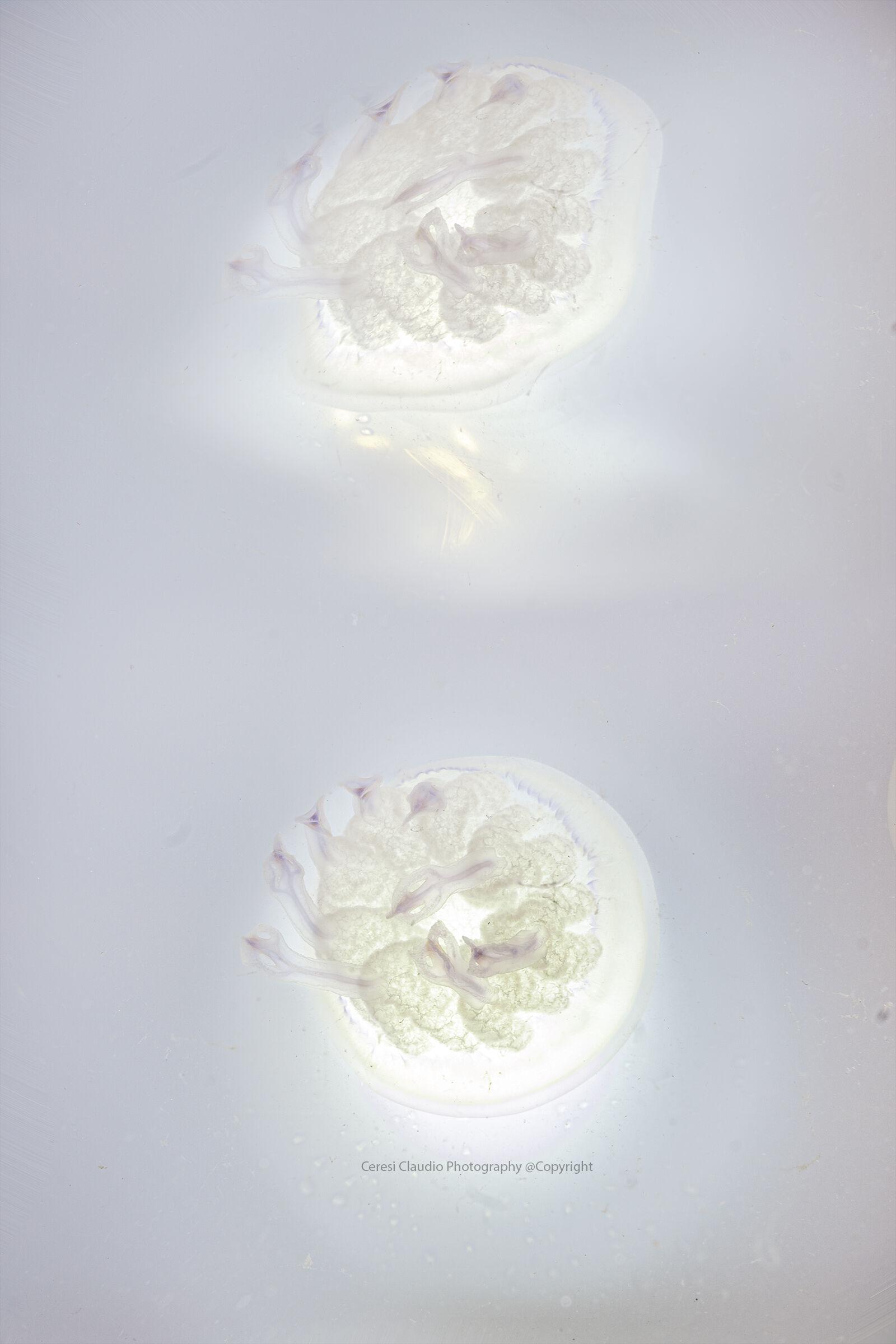 medusa Rhizostoma pulmo...