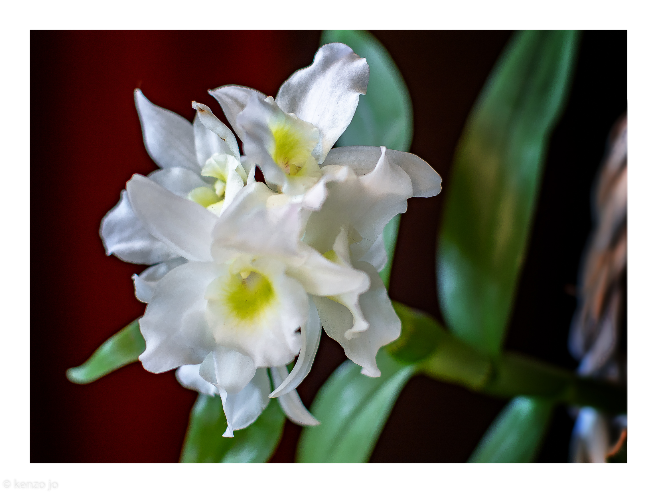 Eroticism - wild orchid (dendrobium nobile)...
