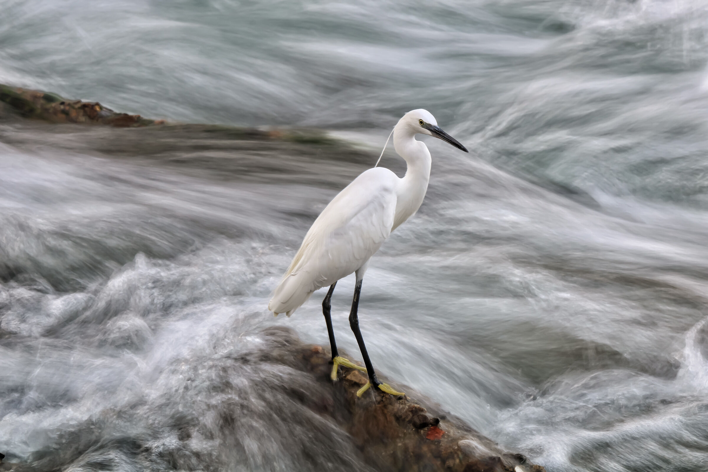 Egret in the rapids ...