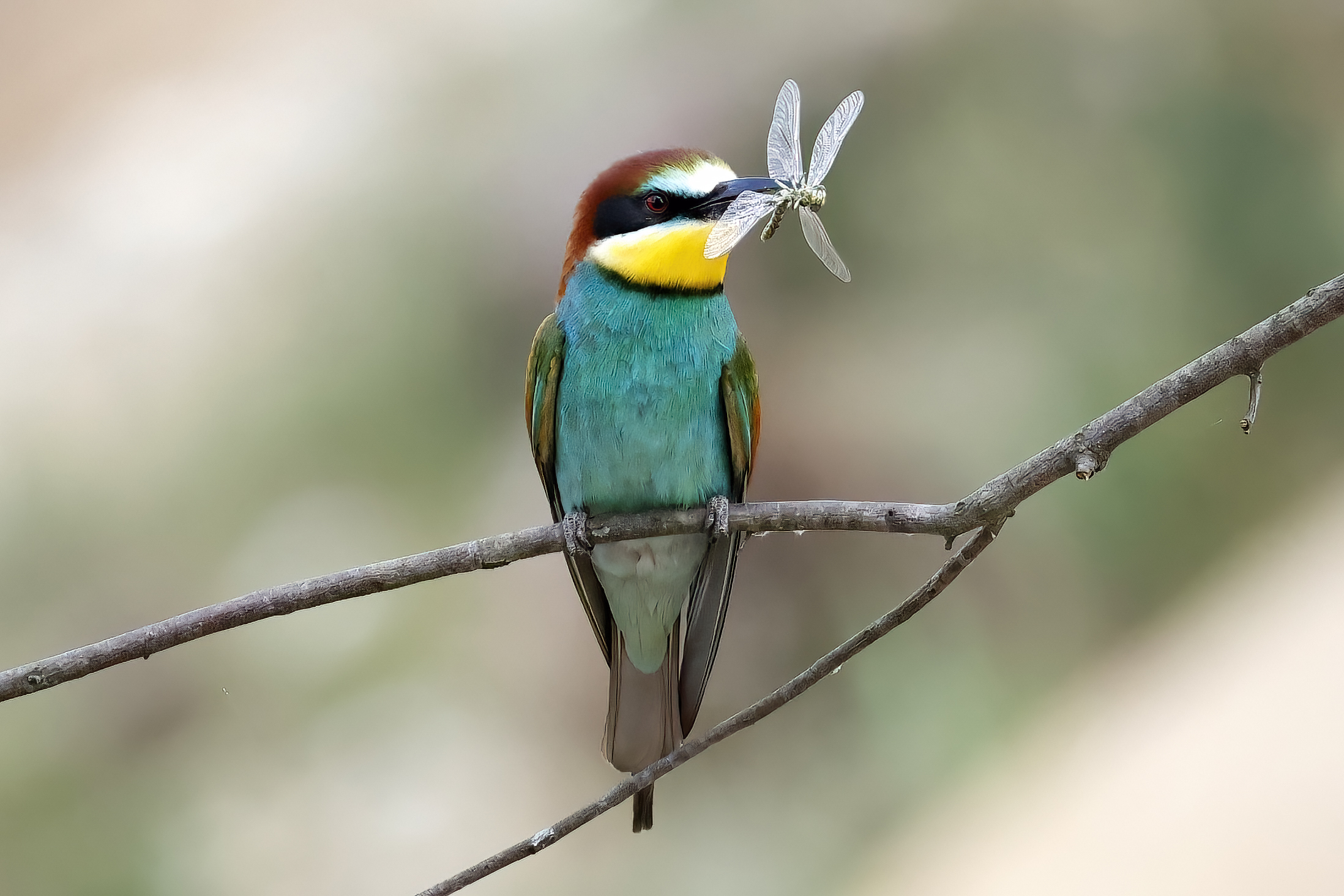 bee-eater and dragonfly...