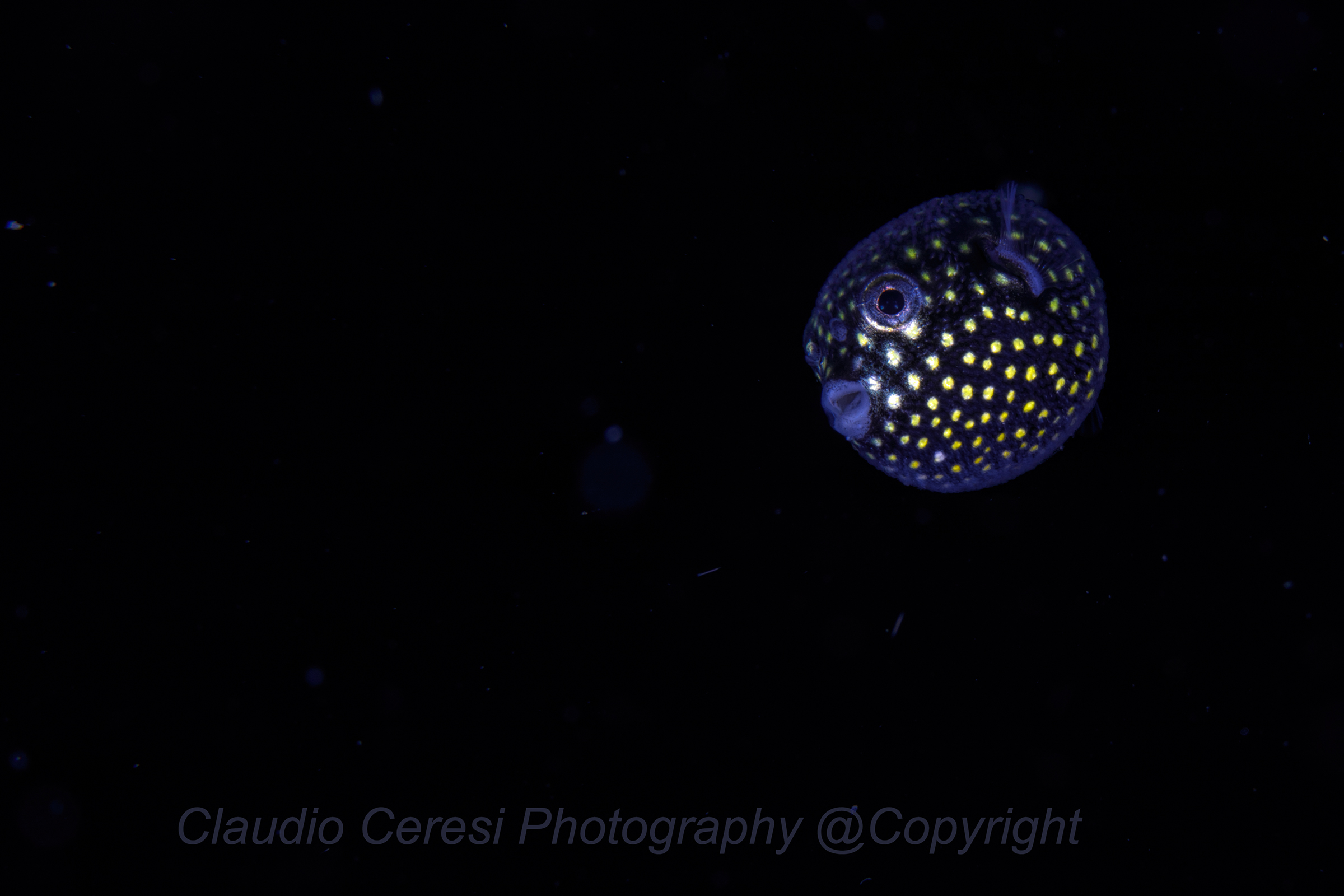 small puffer fish in young stage...