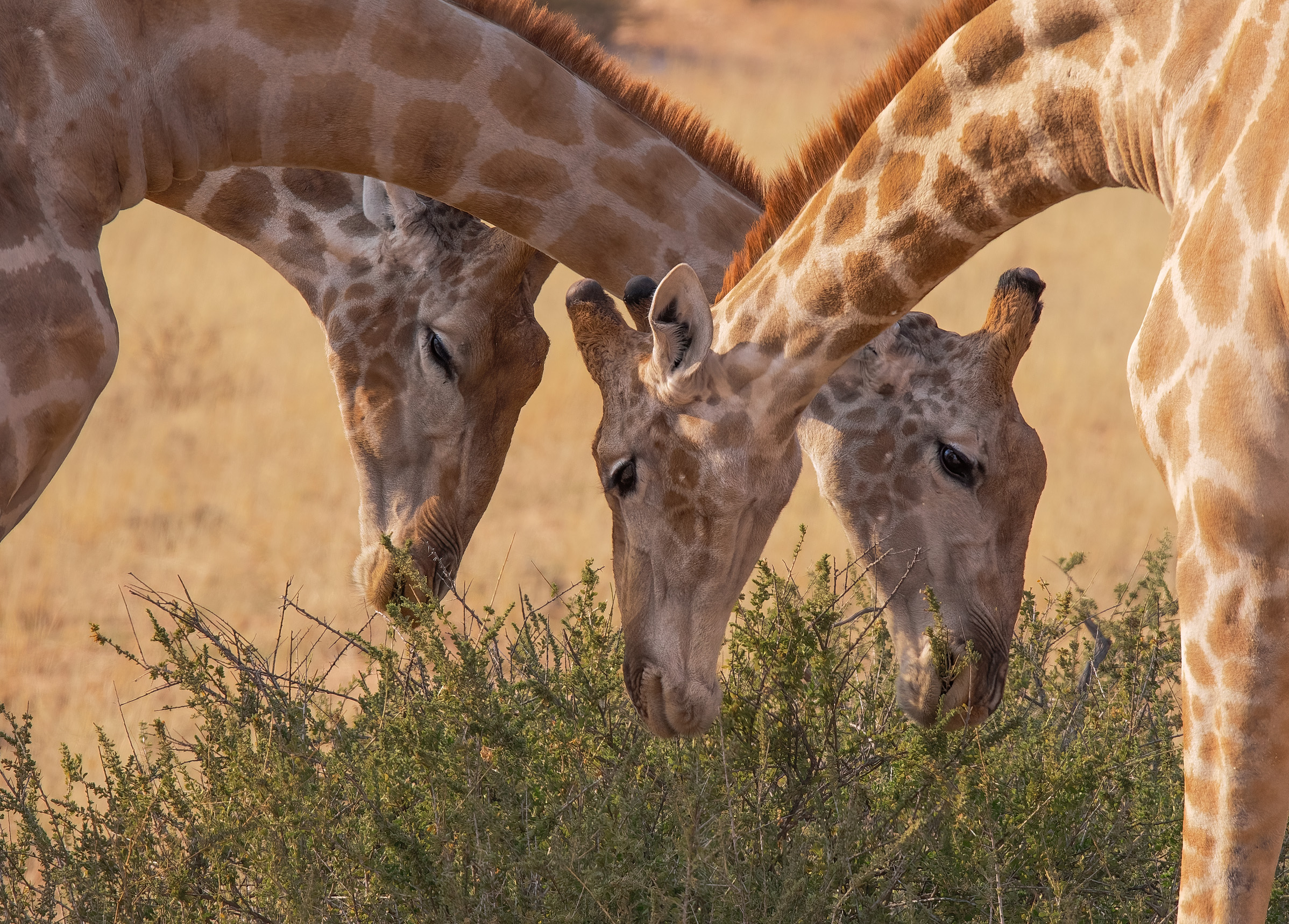 Kalahari Desert Giraffes...
