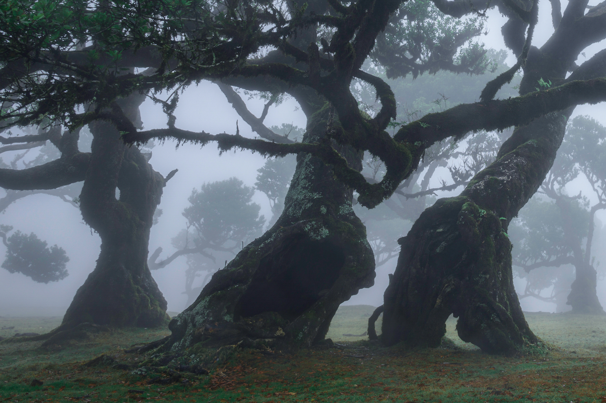 The Dancing Ents...