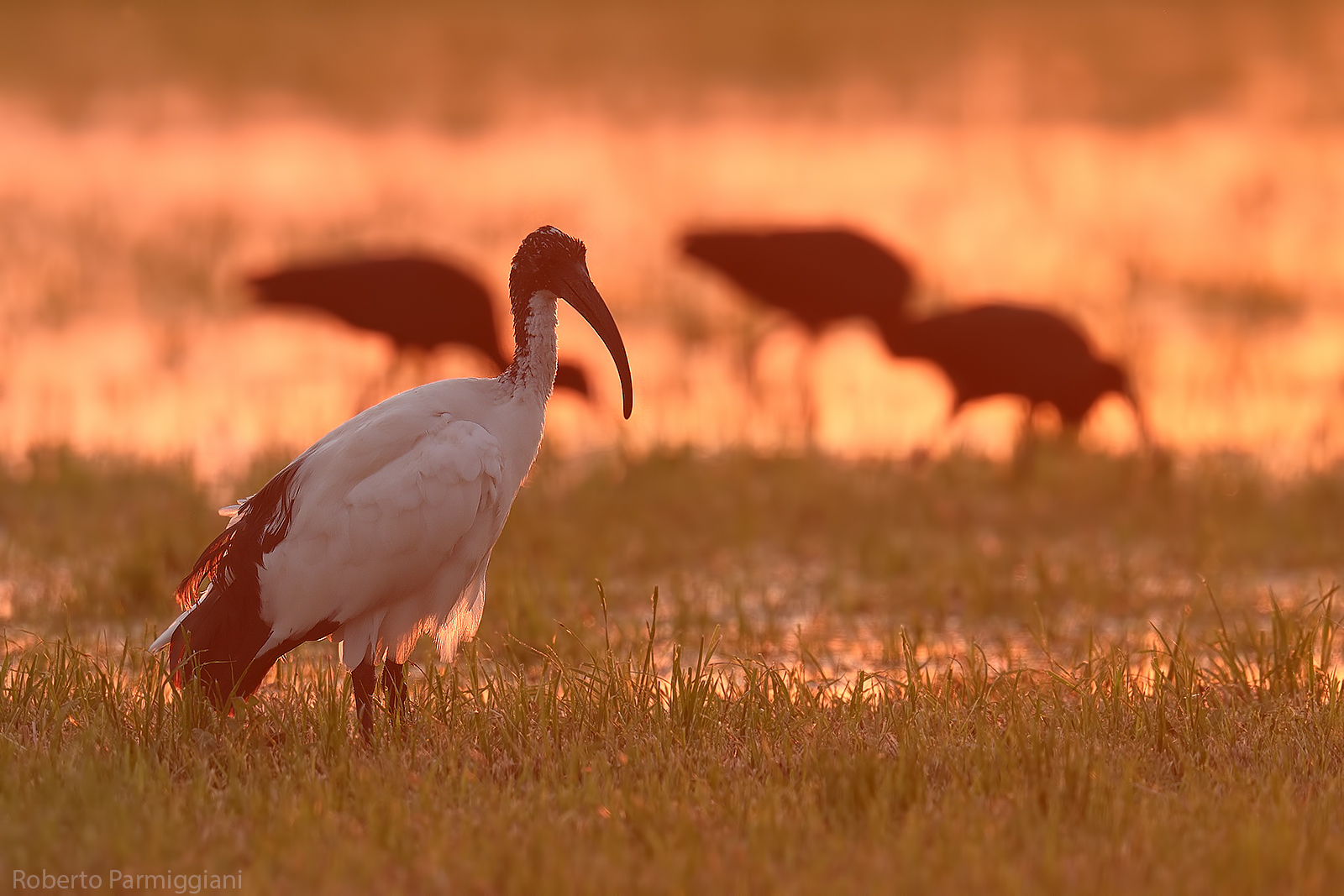 Sacred and mignattai ibis...