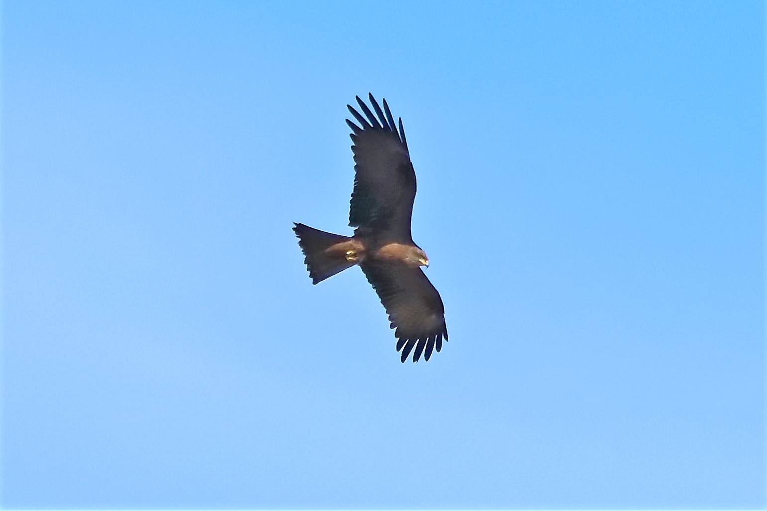 brown kite 17-05-2022...
