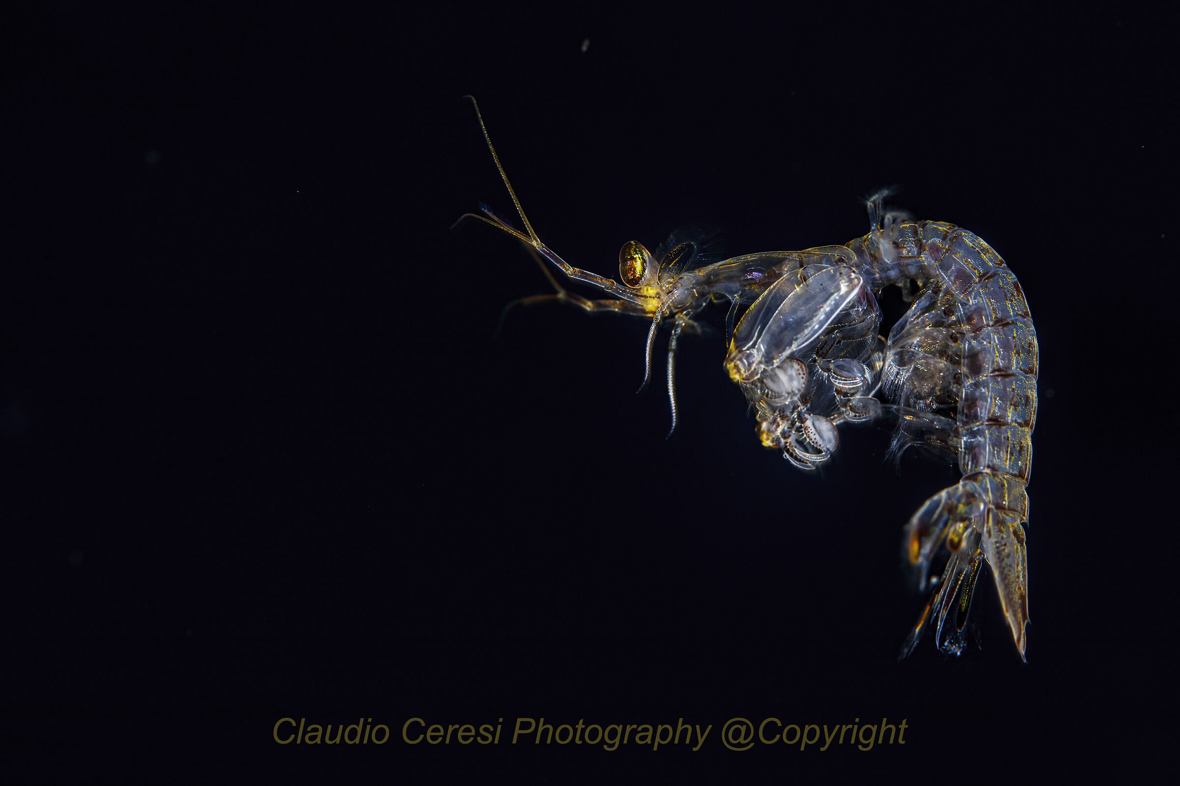 Squilla mantis  Blackwater  Philippines , Anilao...