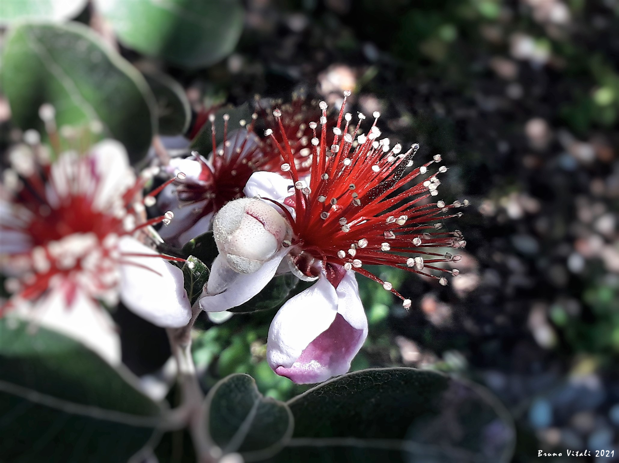 Australian Capparaceae...