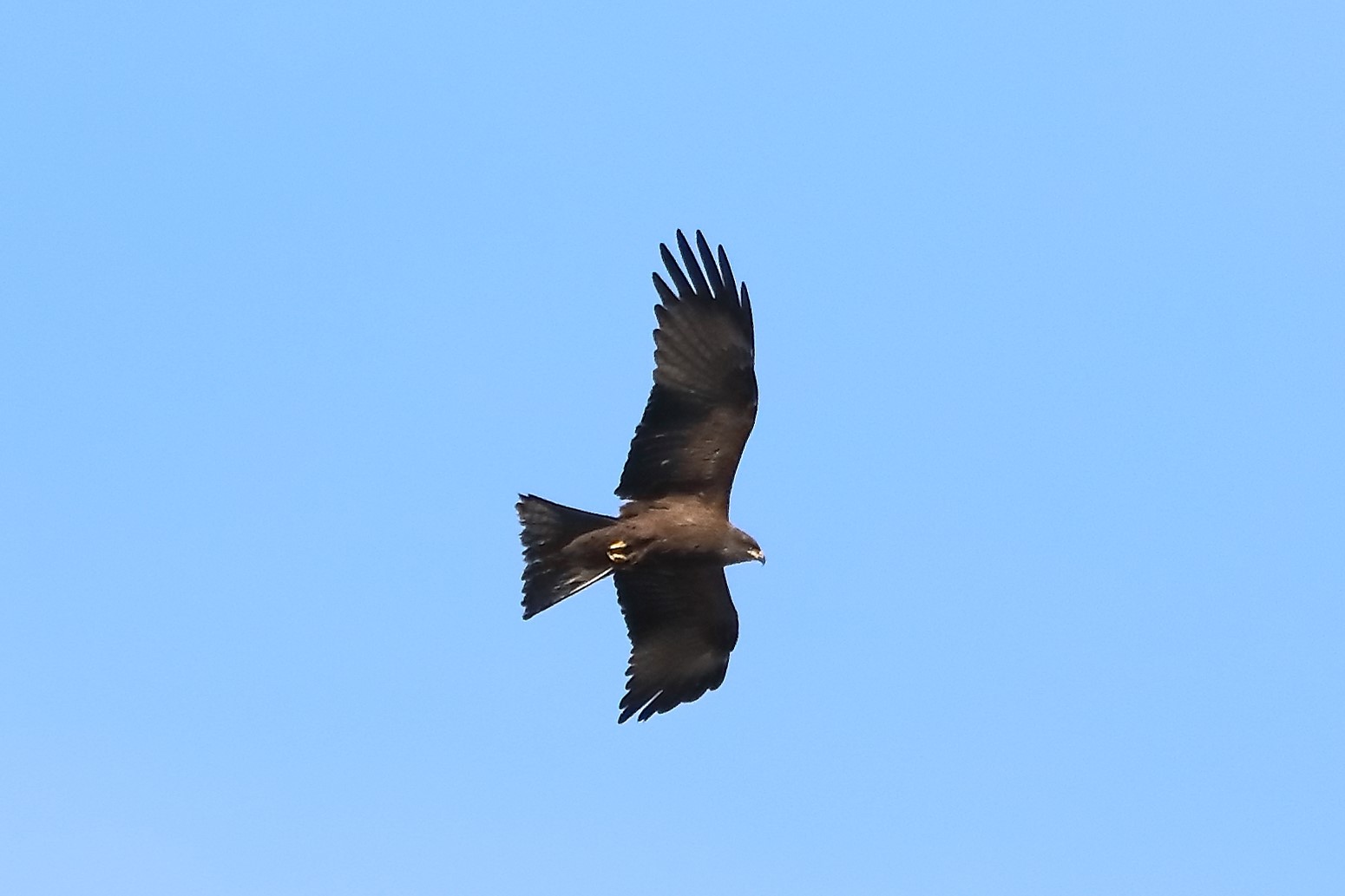 brown kite 17-05-2022...