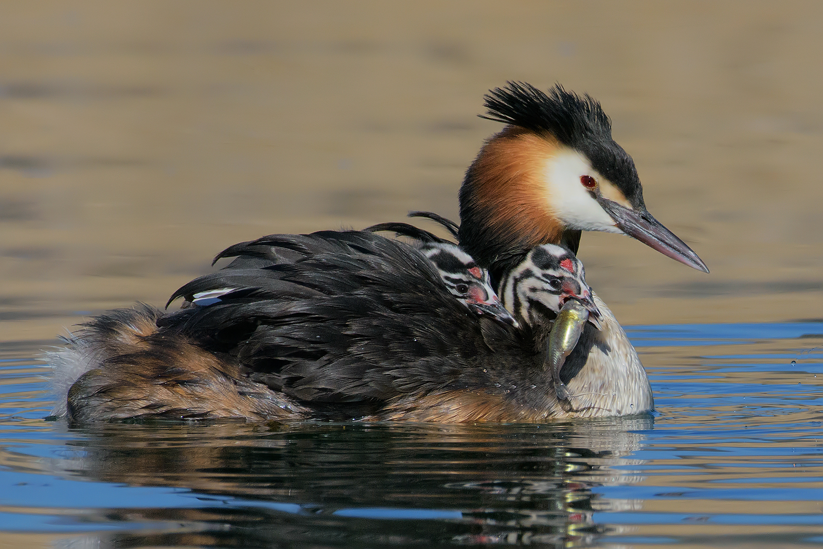 Grebe with pullets at breakfast....
