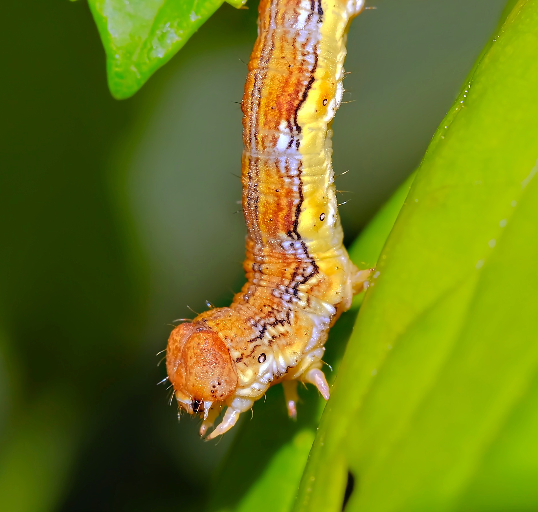 Moth larva...