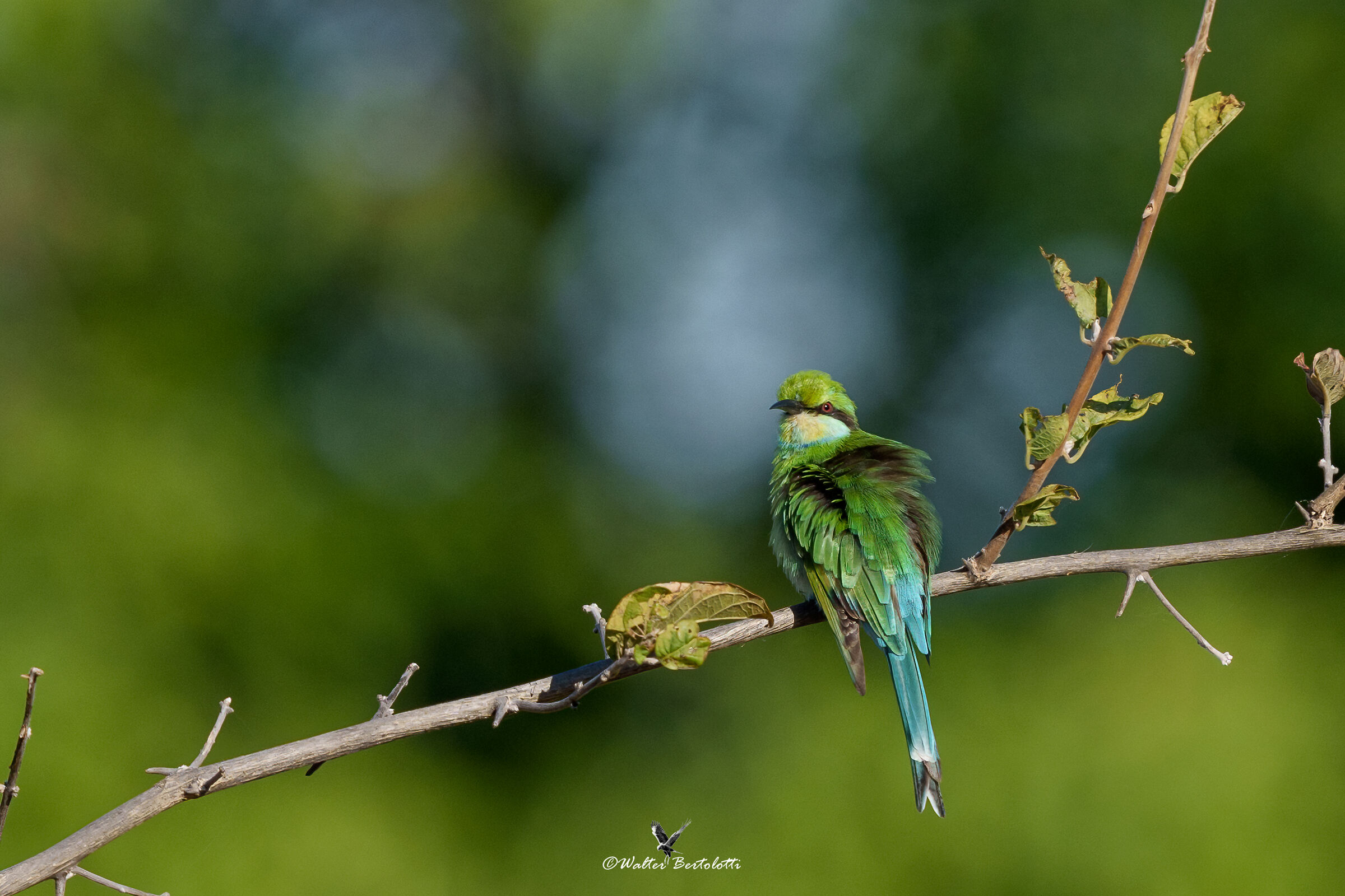 dovetail bee-eater...