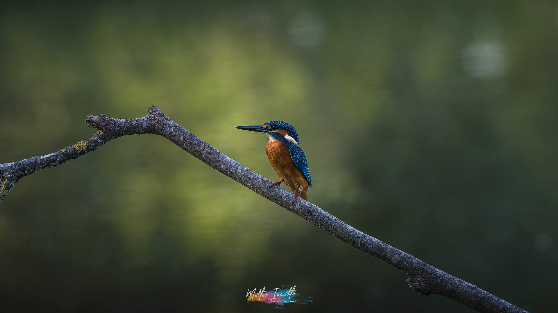 Alcedo Atthis - King fisher...