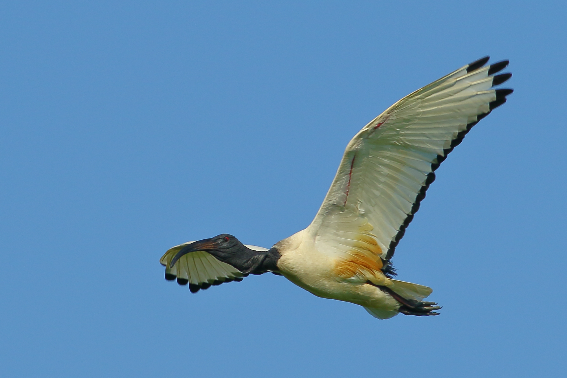 sacred ibis...