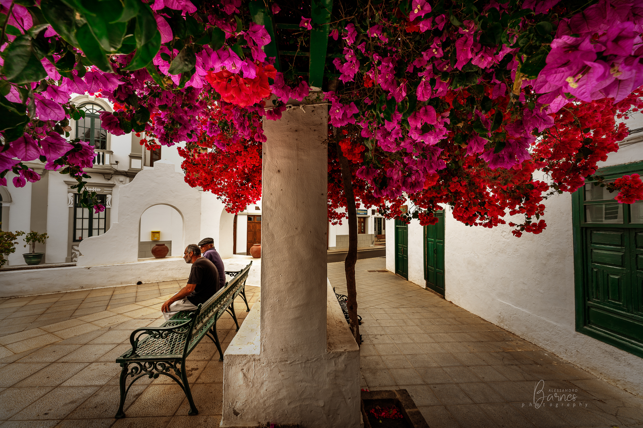 Under the shade of bougainvillea ...