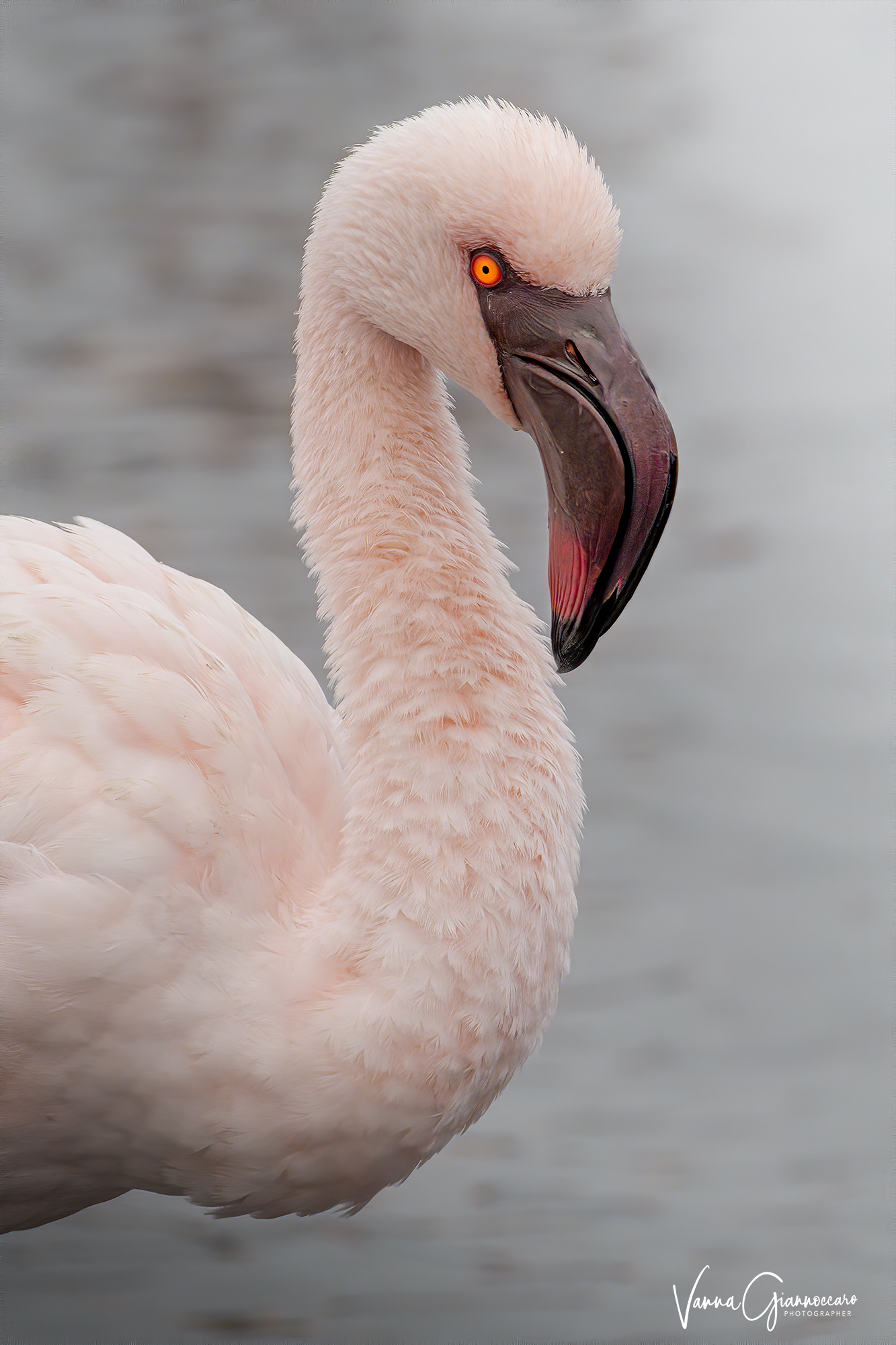 flamingo...
