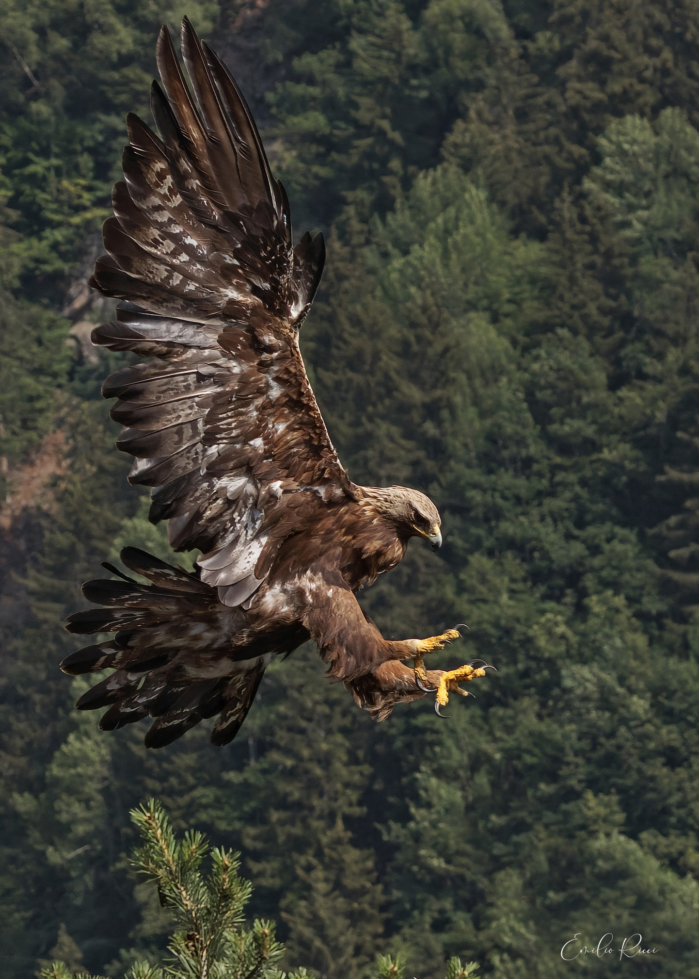 Golden eagle Italian Alps ...