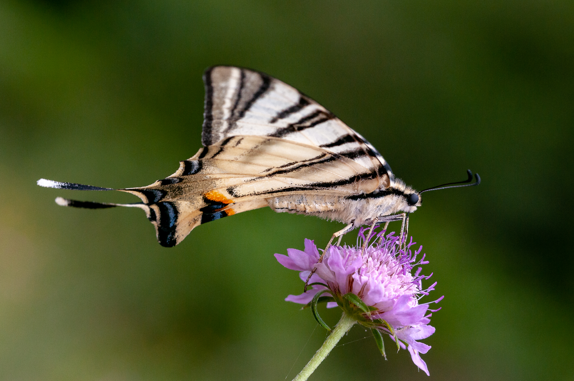 scarce swallowtail...