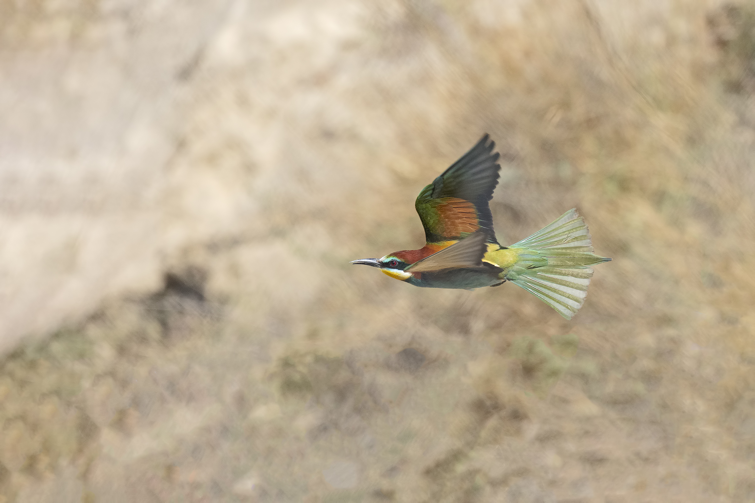 Bee-eater in Flight...