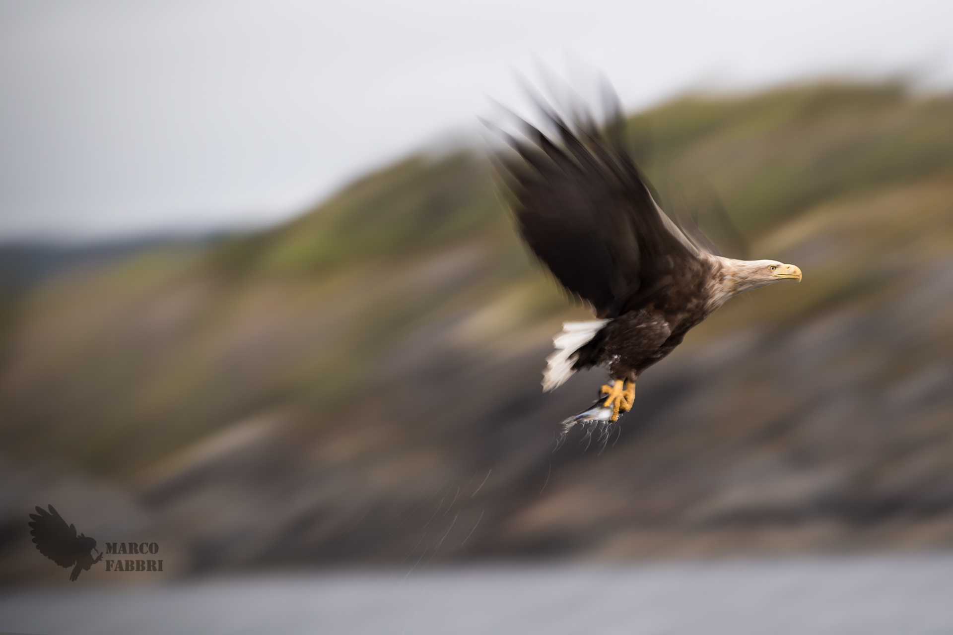 White-tailed eagle action...