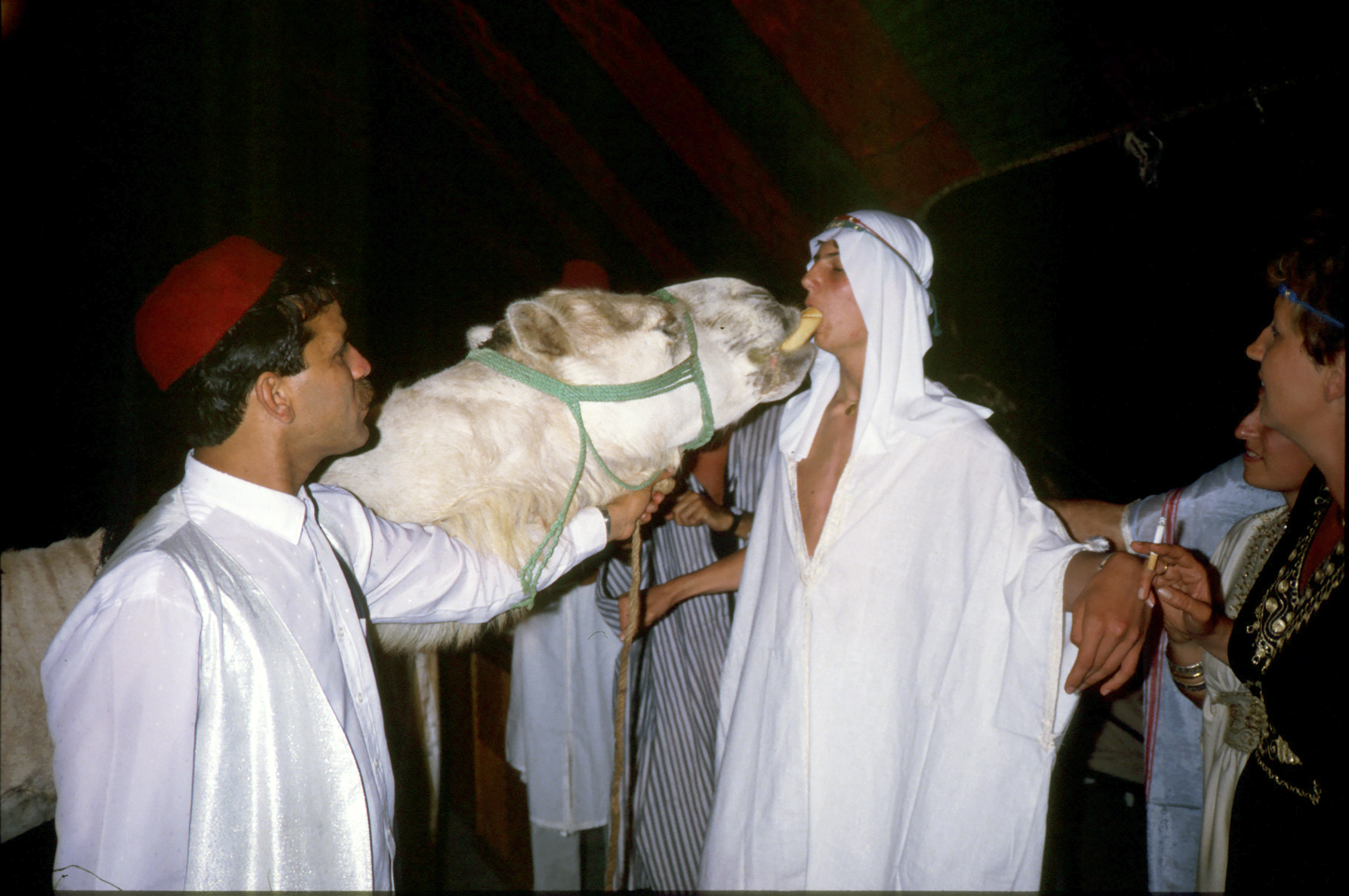How to give a sandwich to a camel...