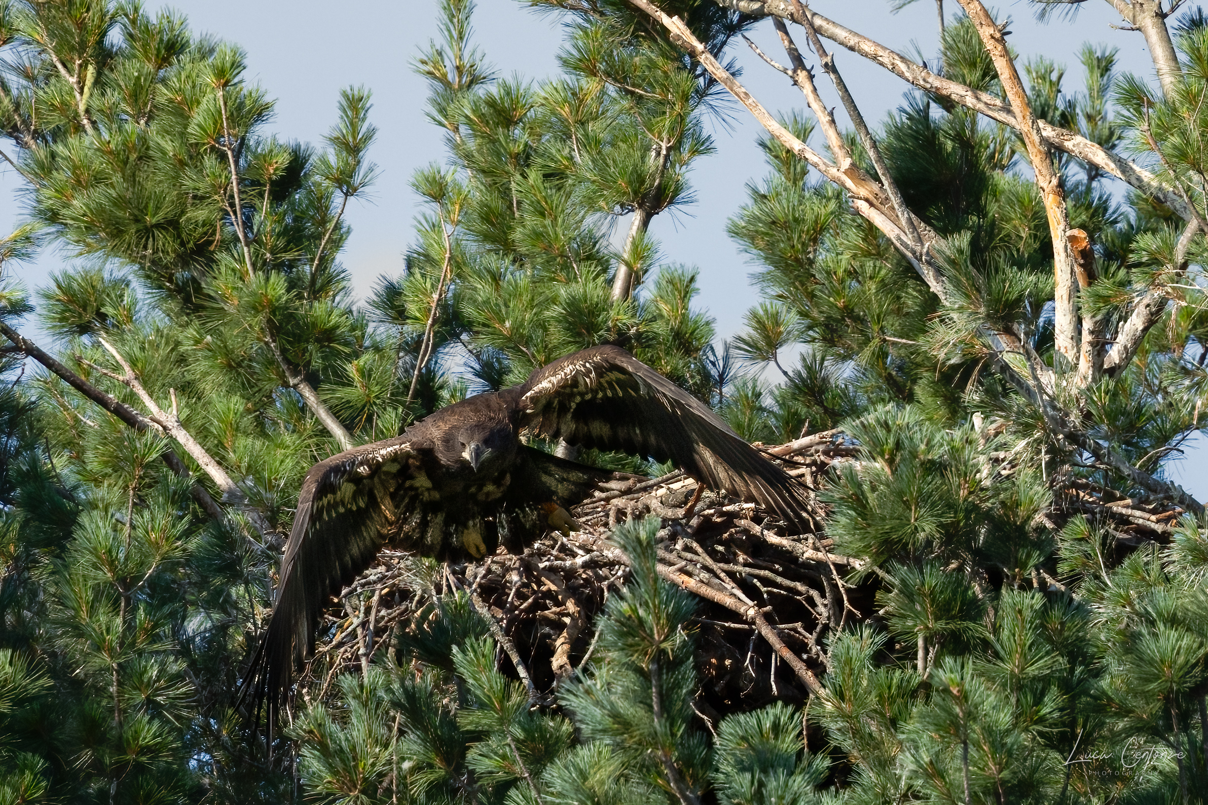 Young Bald Eagle taking off from the nest (1)...