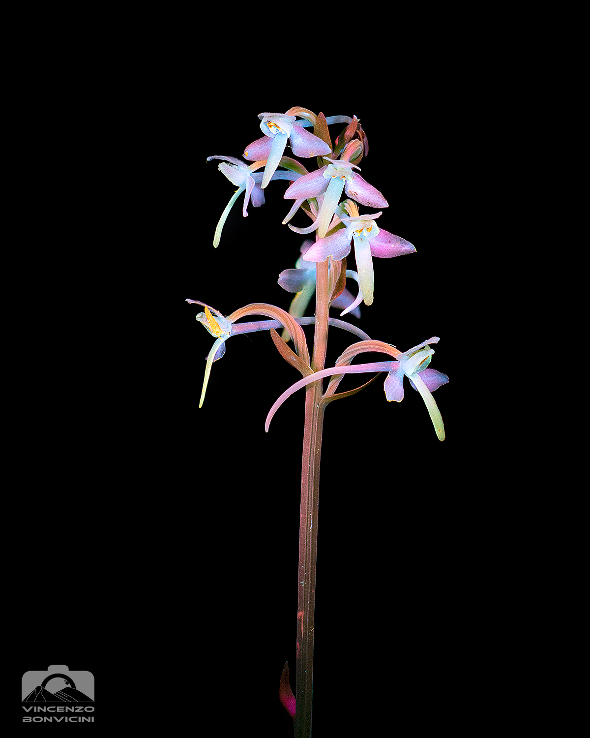 Platanthera bifolia UV...