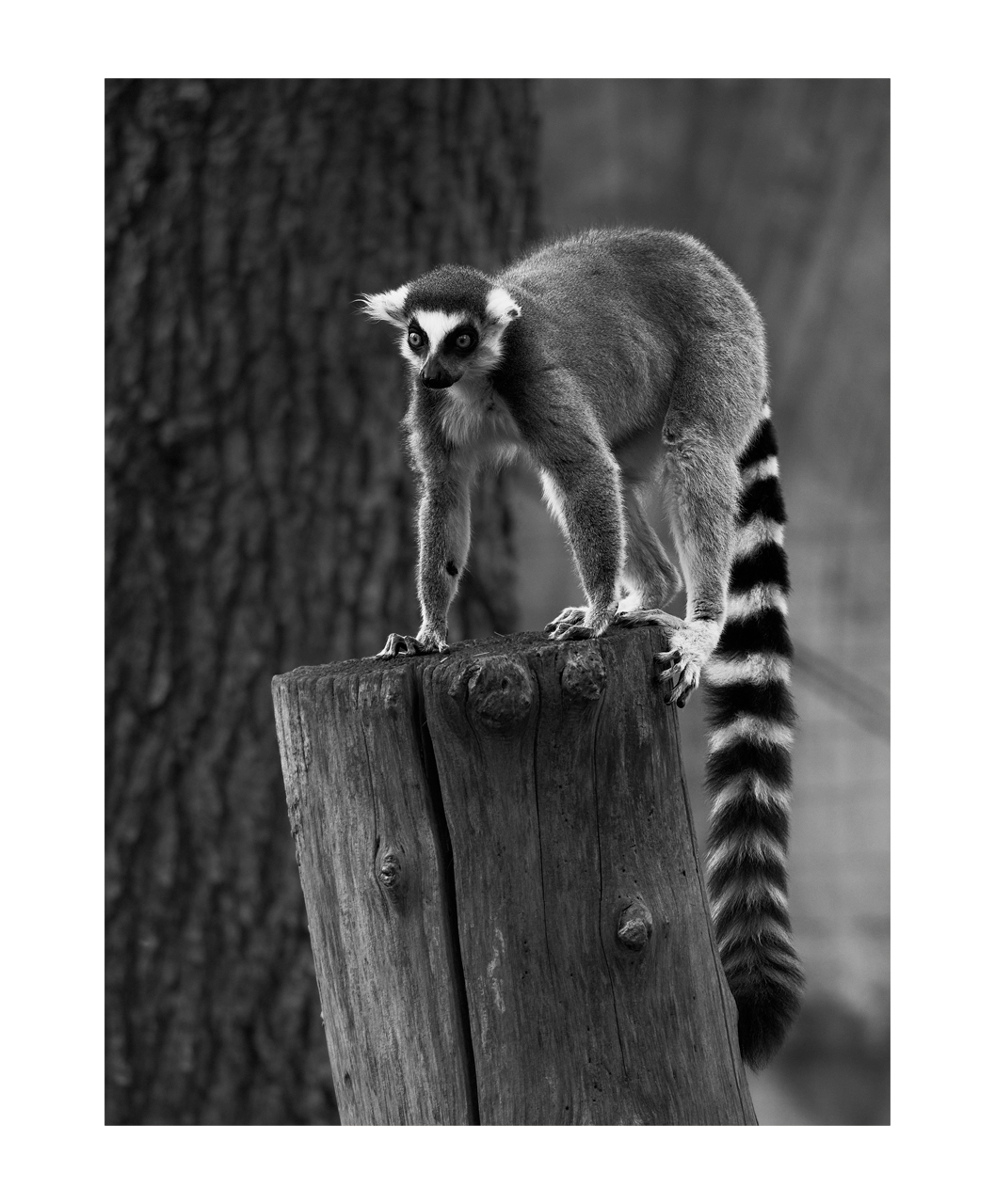 Lemur, biopark of Rome...