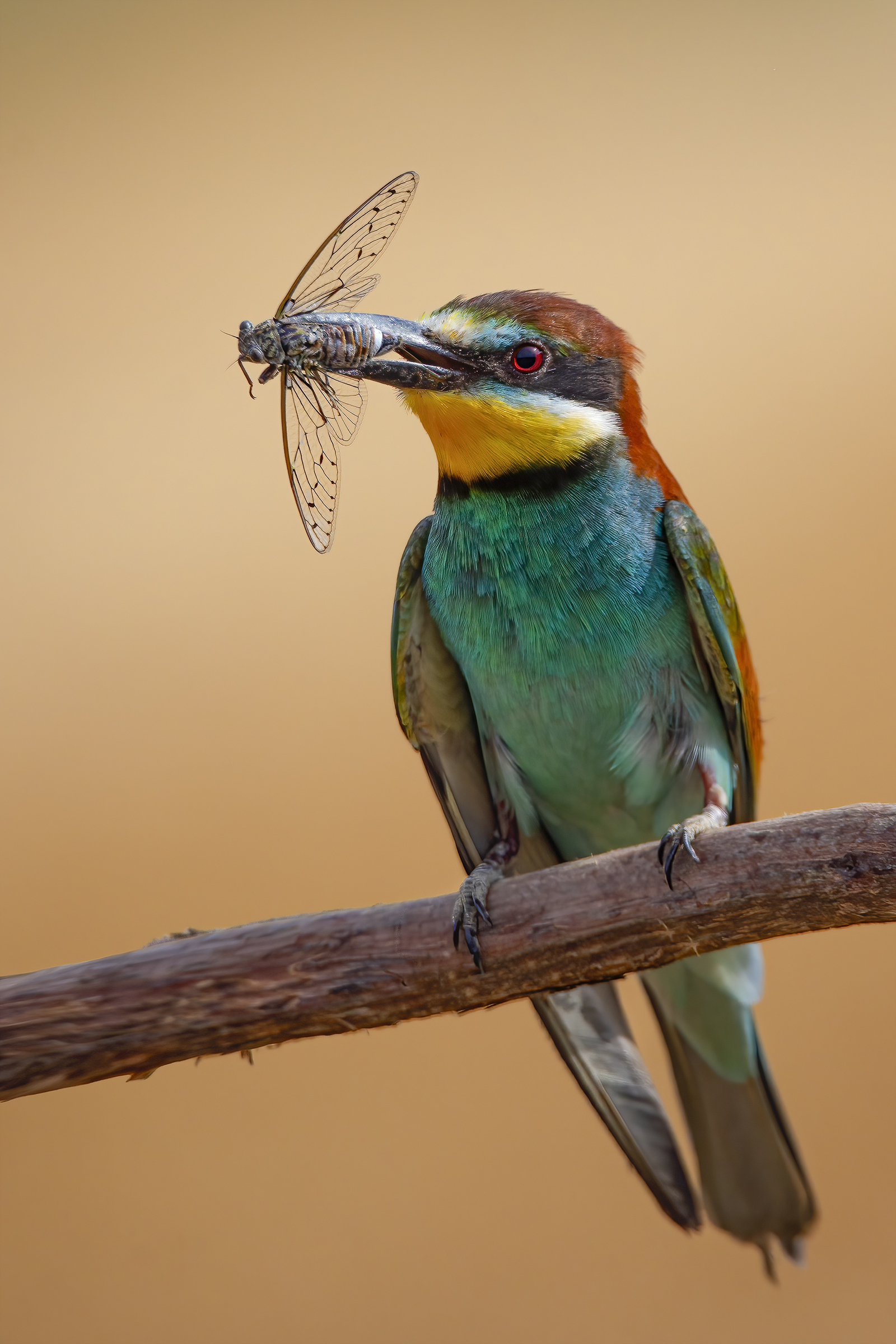 Bee-eater and cicada...