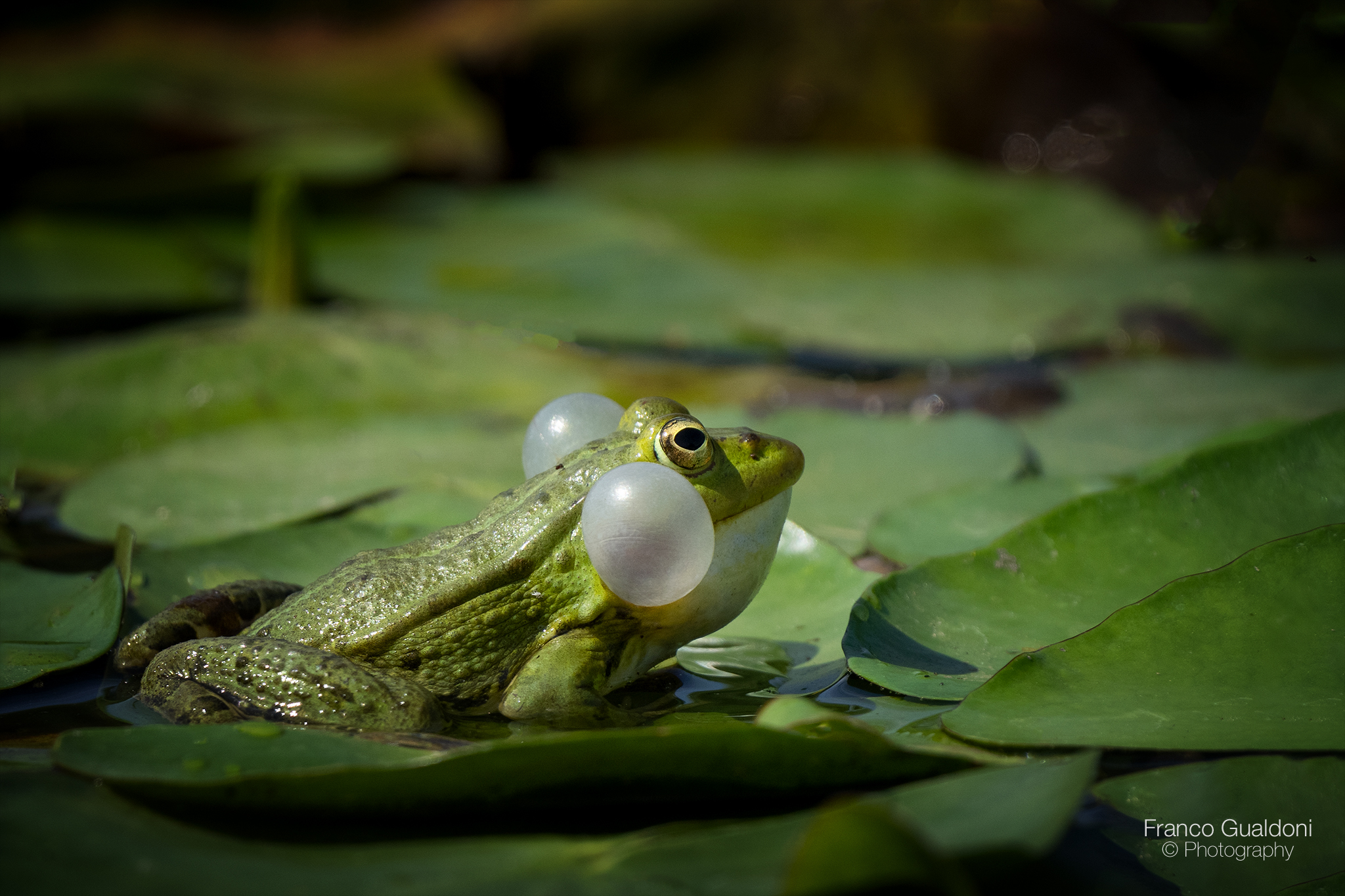 Common frog......