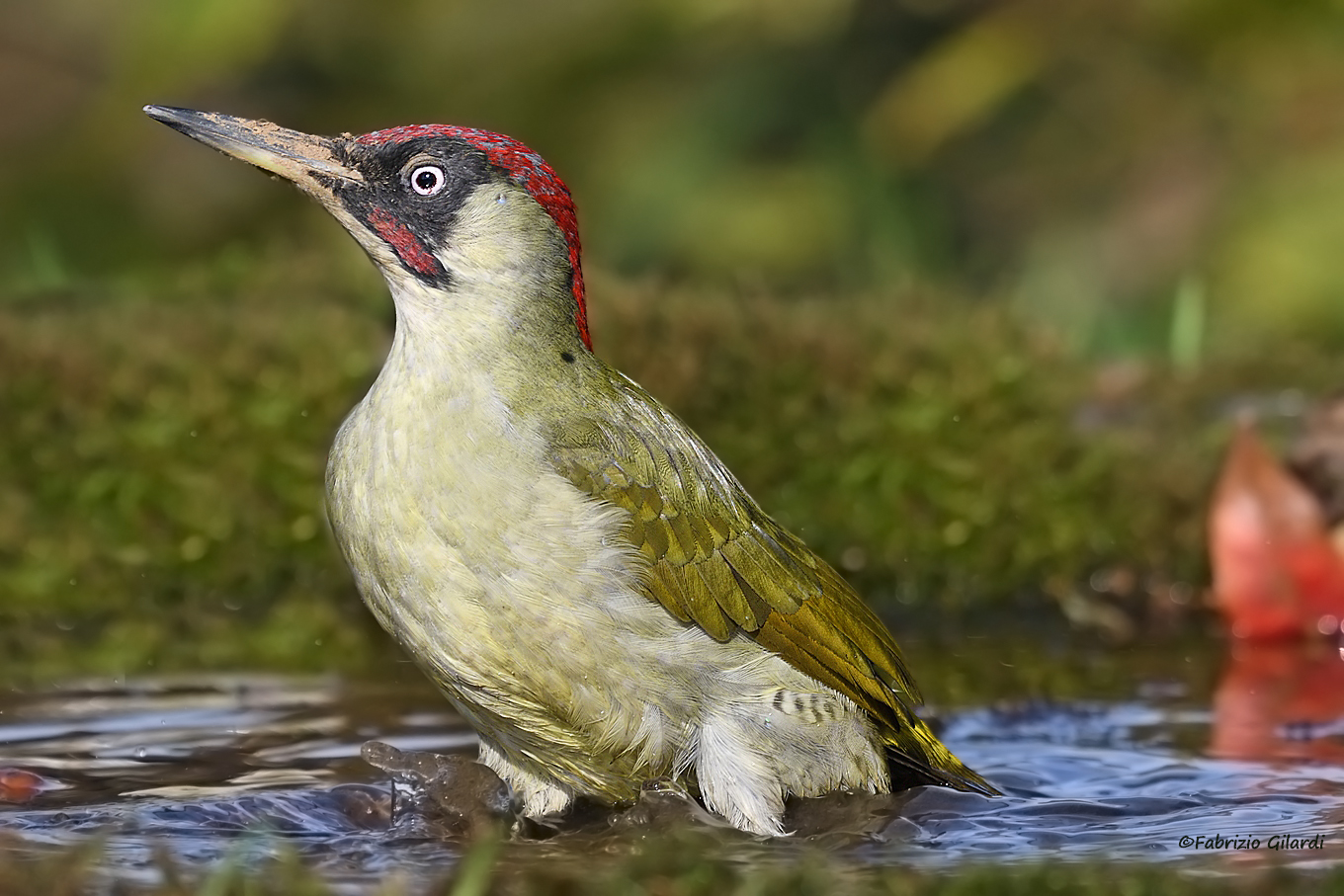 Picus viridis (Green woodpecker m.)...