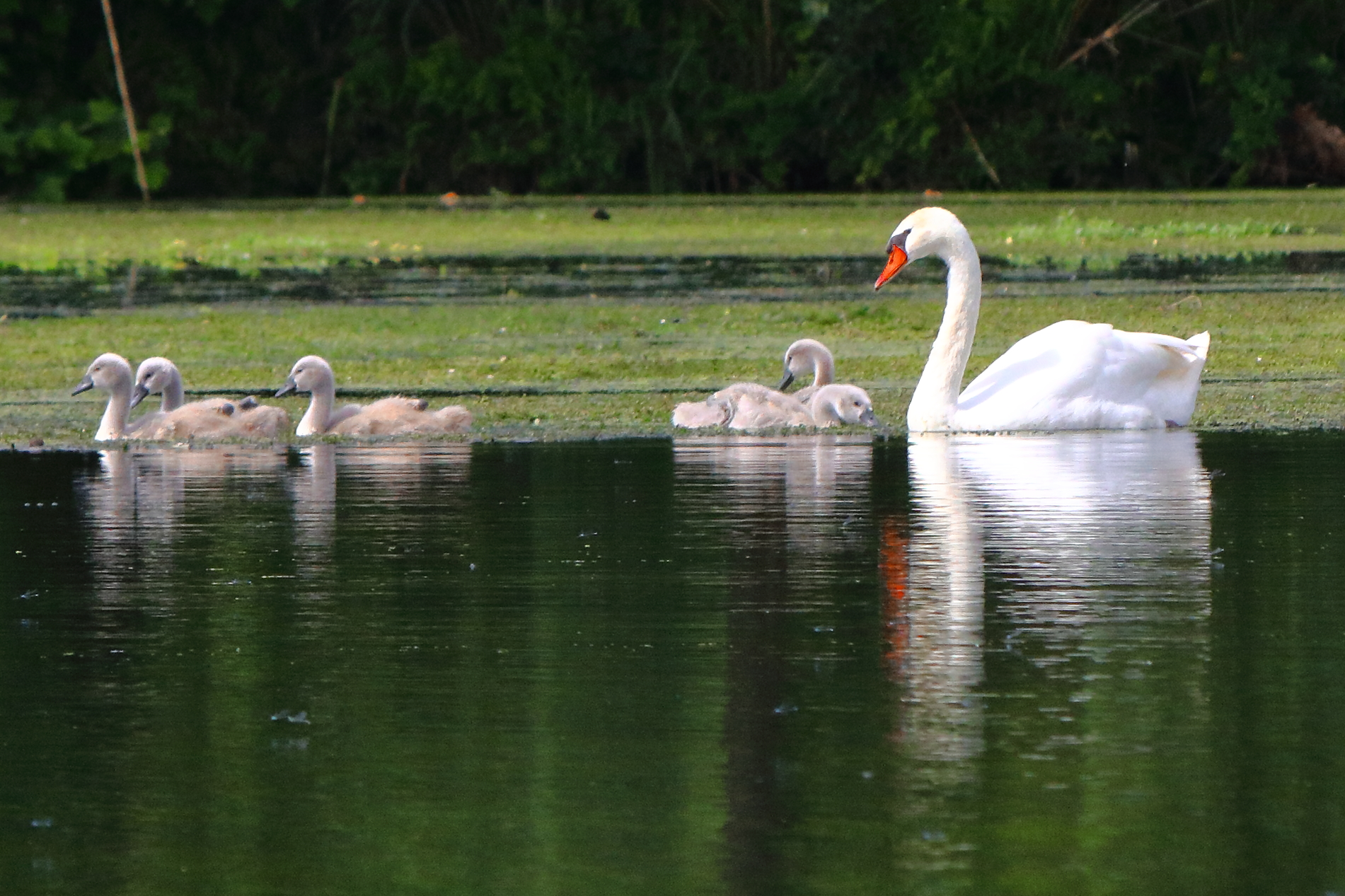 Swan Family...