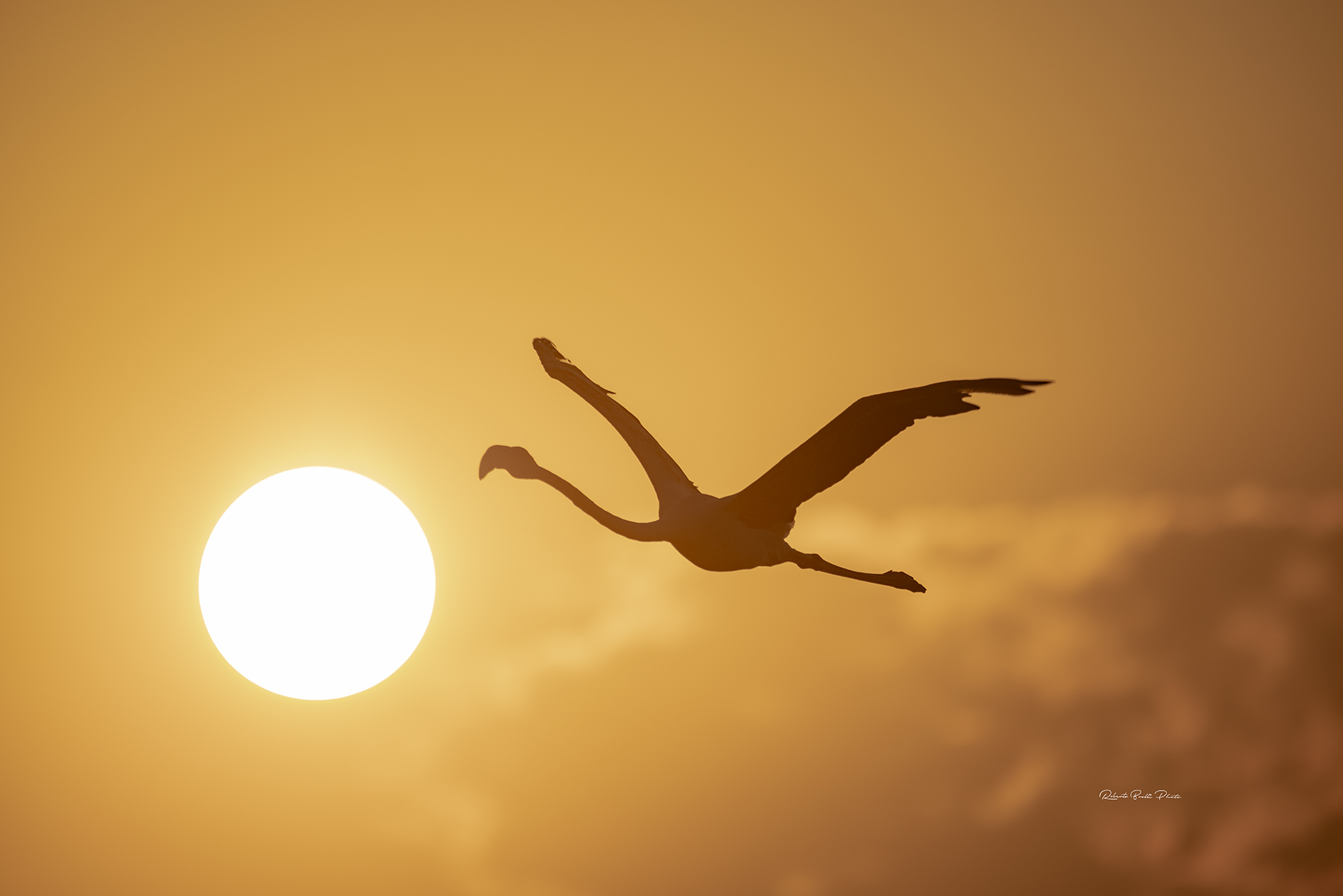 Flamingo at sunset. Salt pans of Cervia....