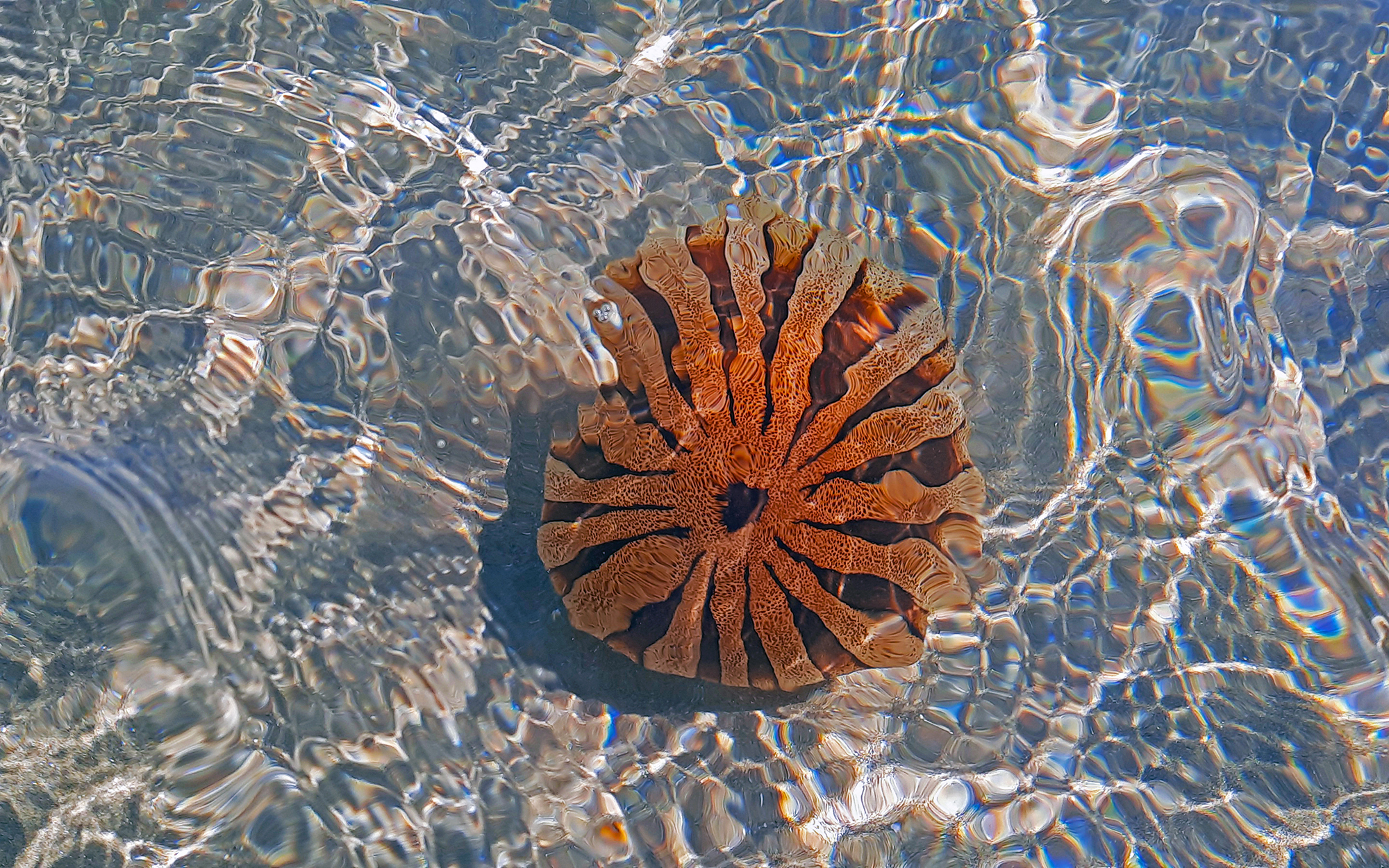 medusa...