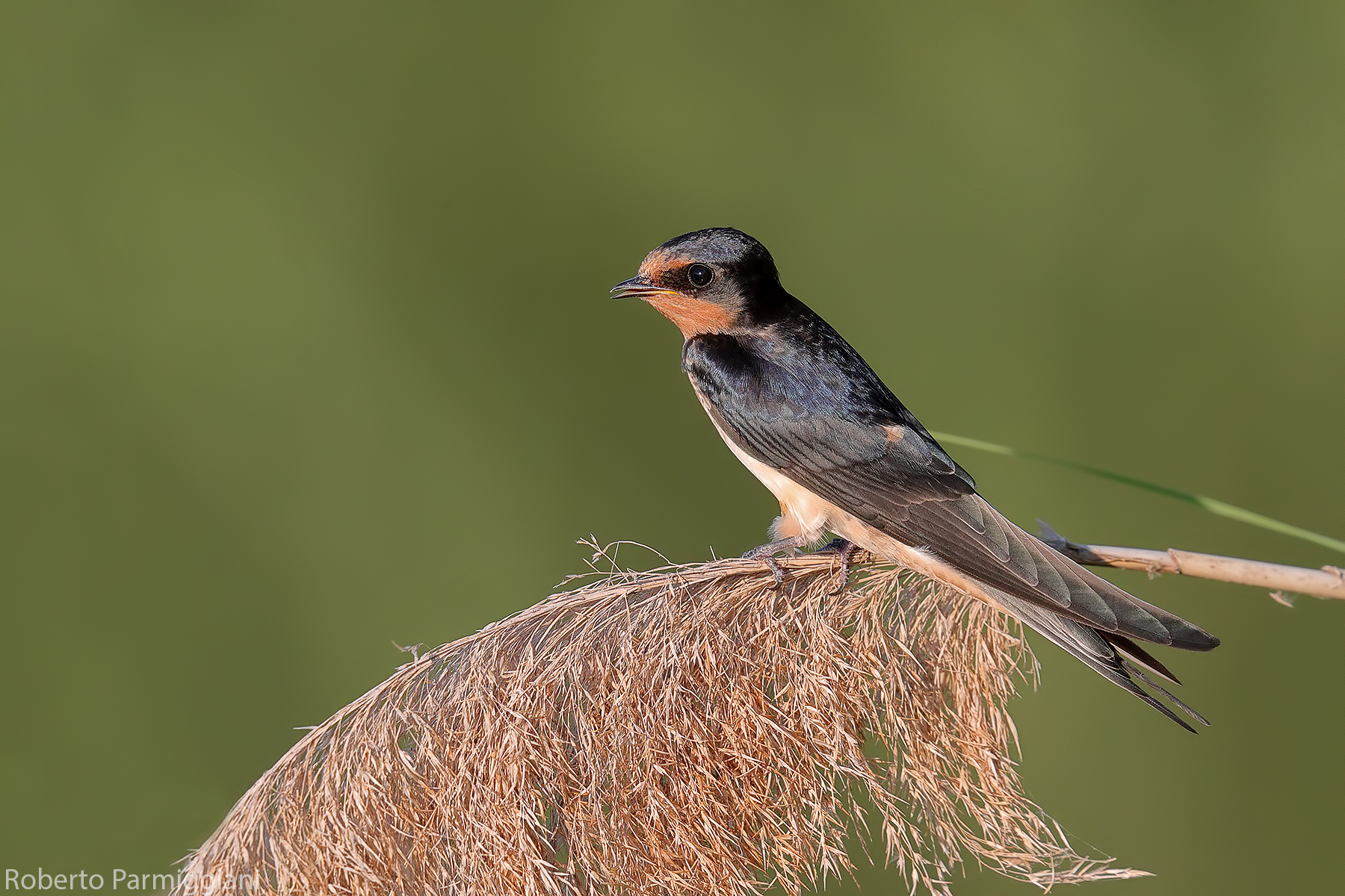 Swallow and reeds...
