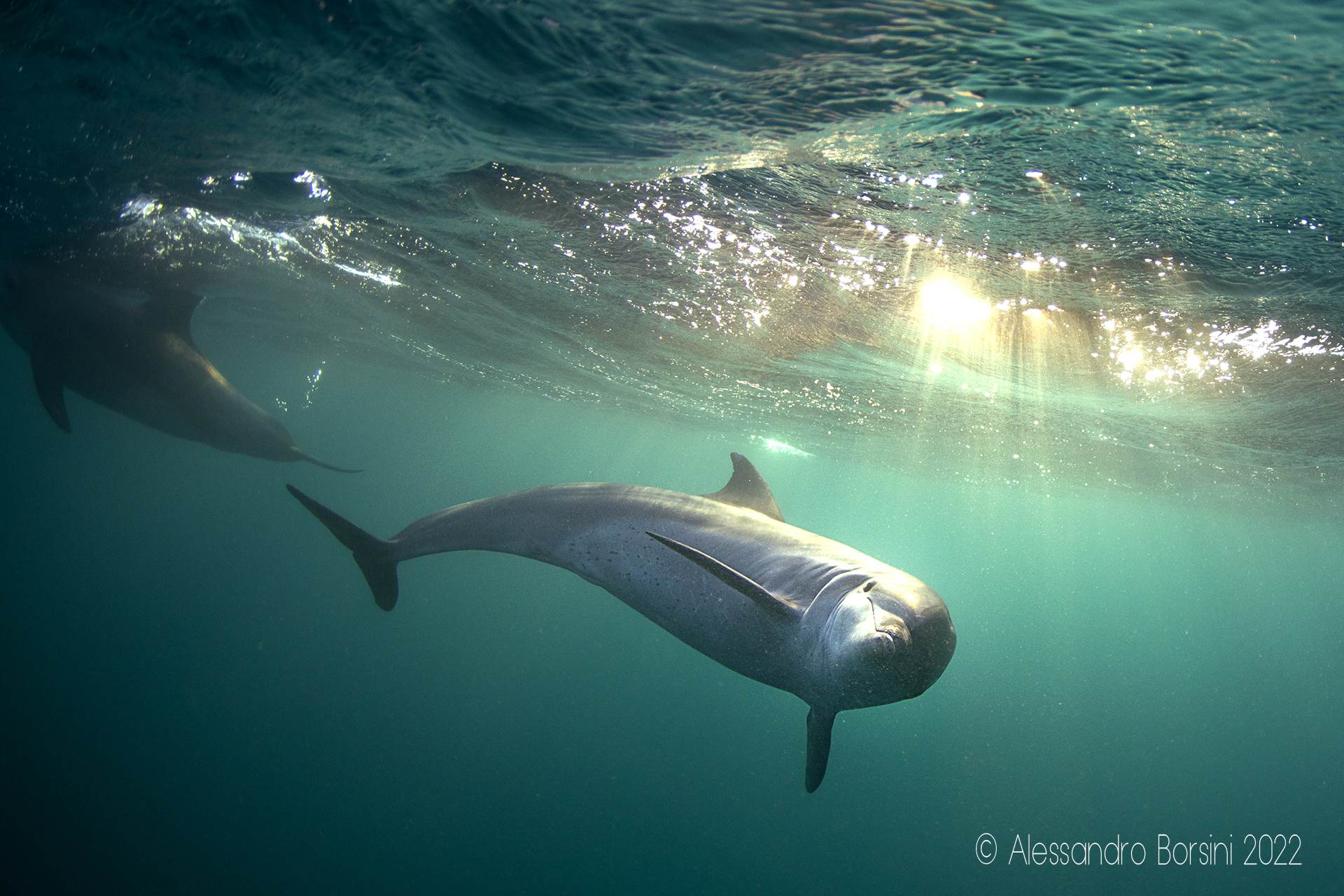 Curious Dolphins 2...