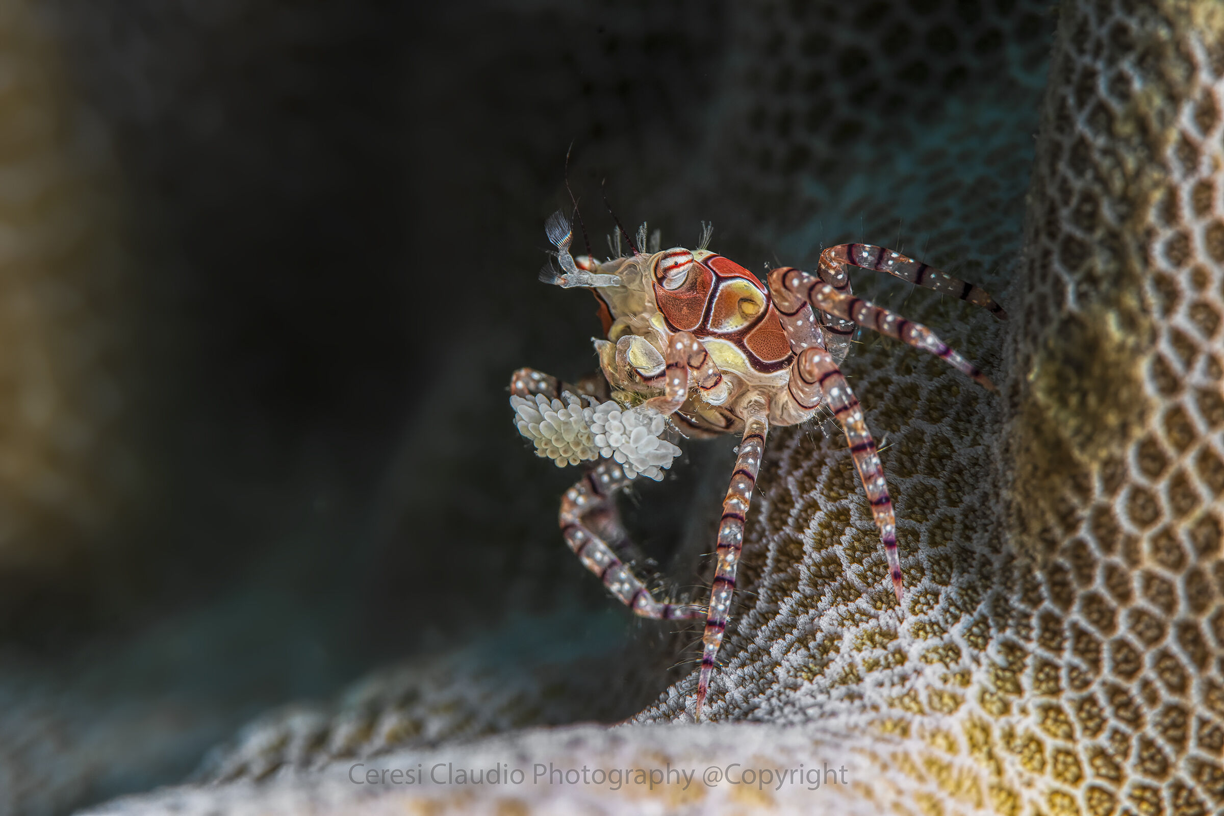 boxeur crab , Lybia tessellata...