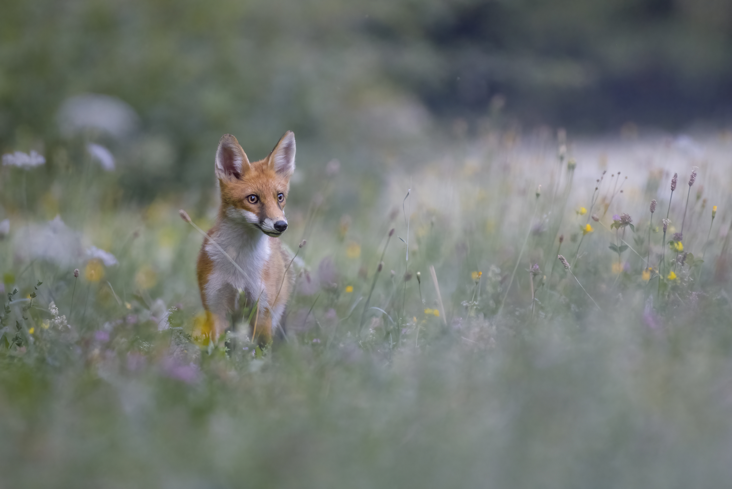 Where foxes walk...