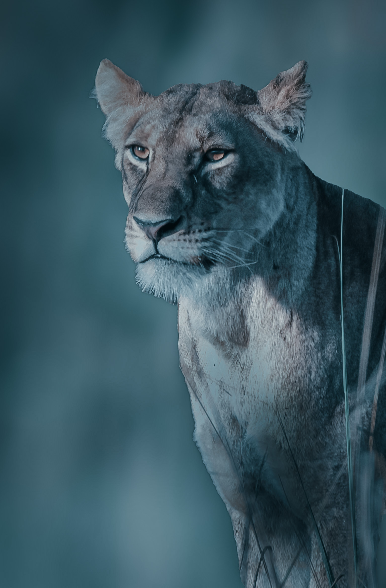 Lioness hunting Uganda ...