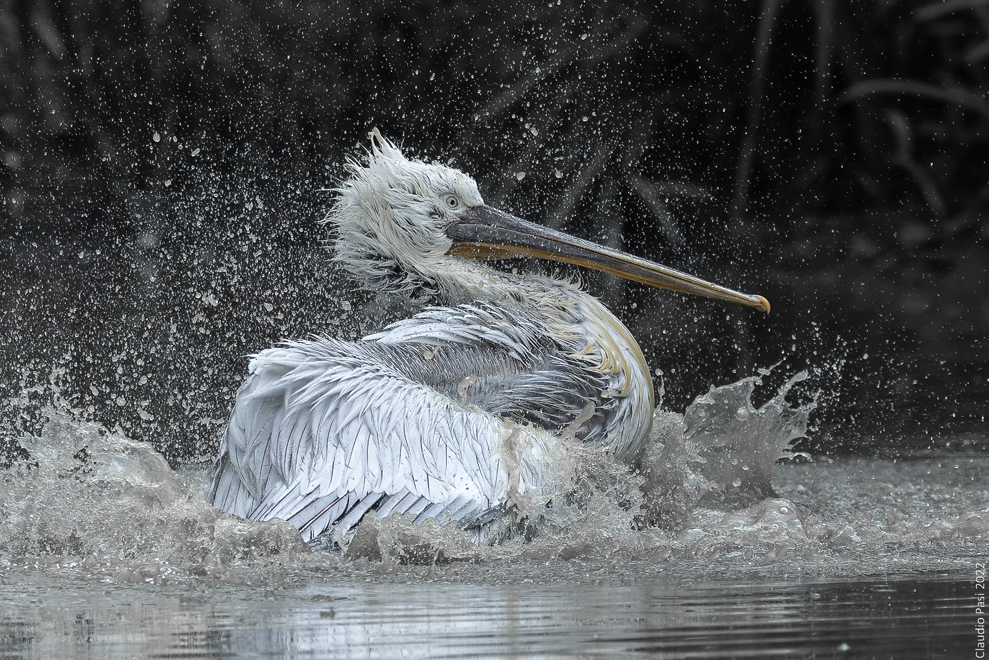Curly Pelican...