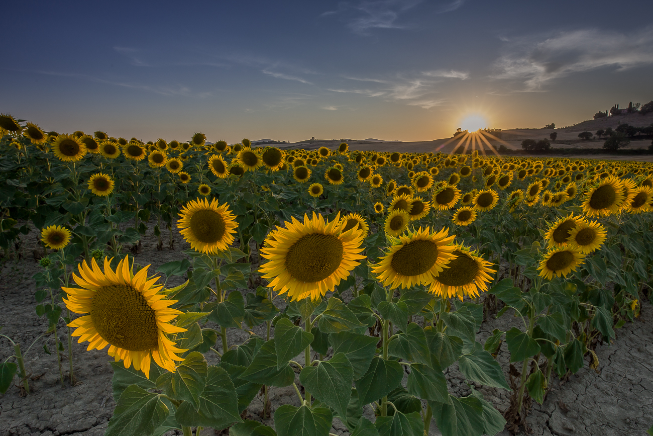 The sunflowers of Orciano Pisano...