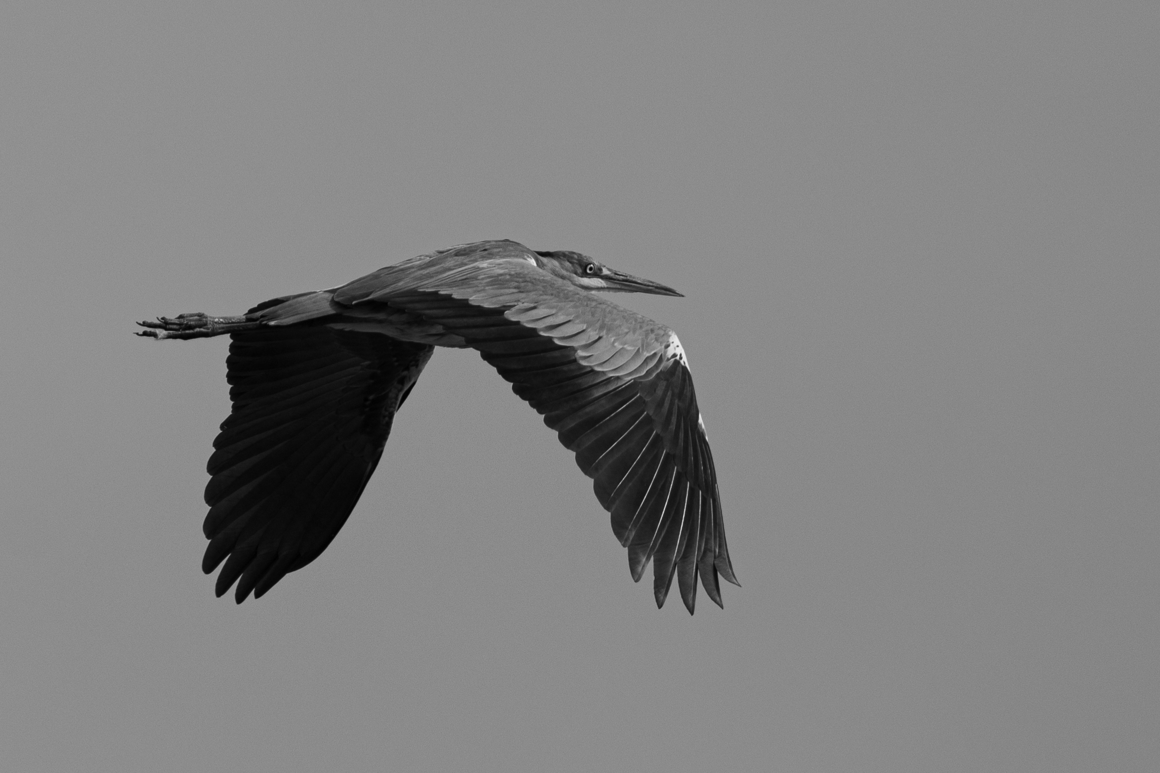 Heron in Black and White...
