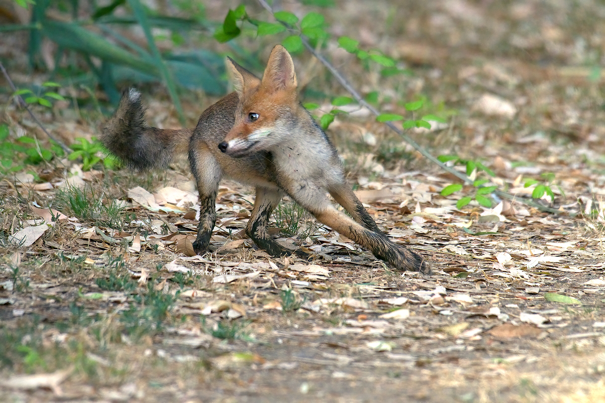 the escape of the Volpino (Vulpes vulpes) ...