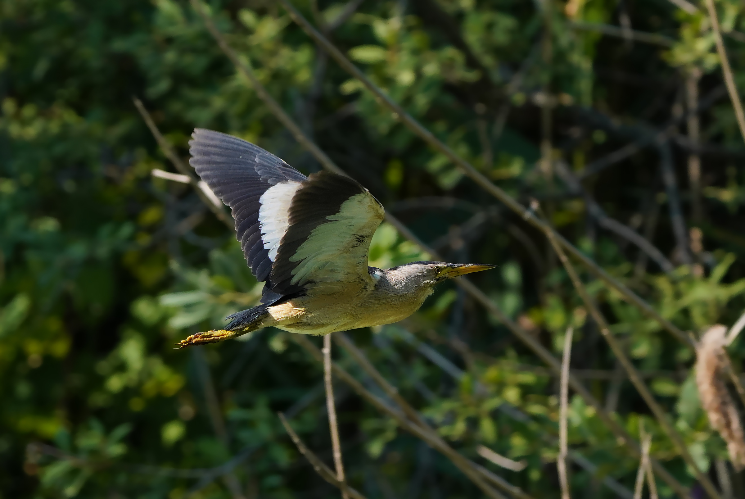 the usual flights of bittern...