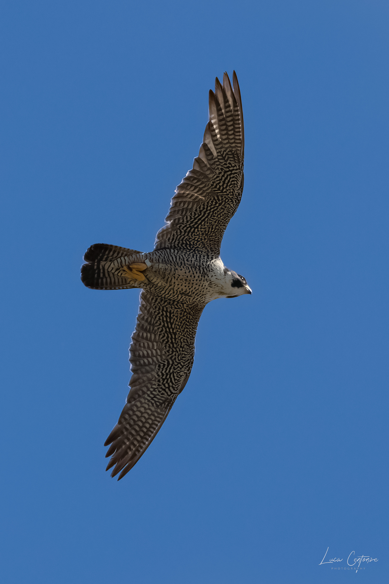 Peregrine Falcon (adult male)...