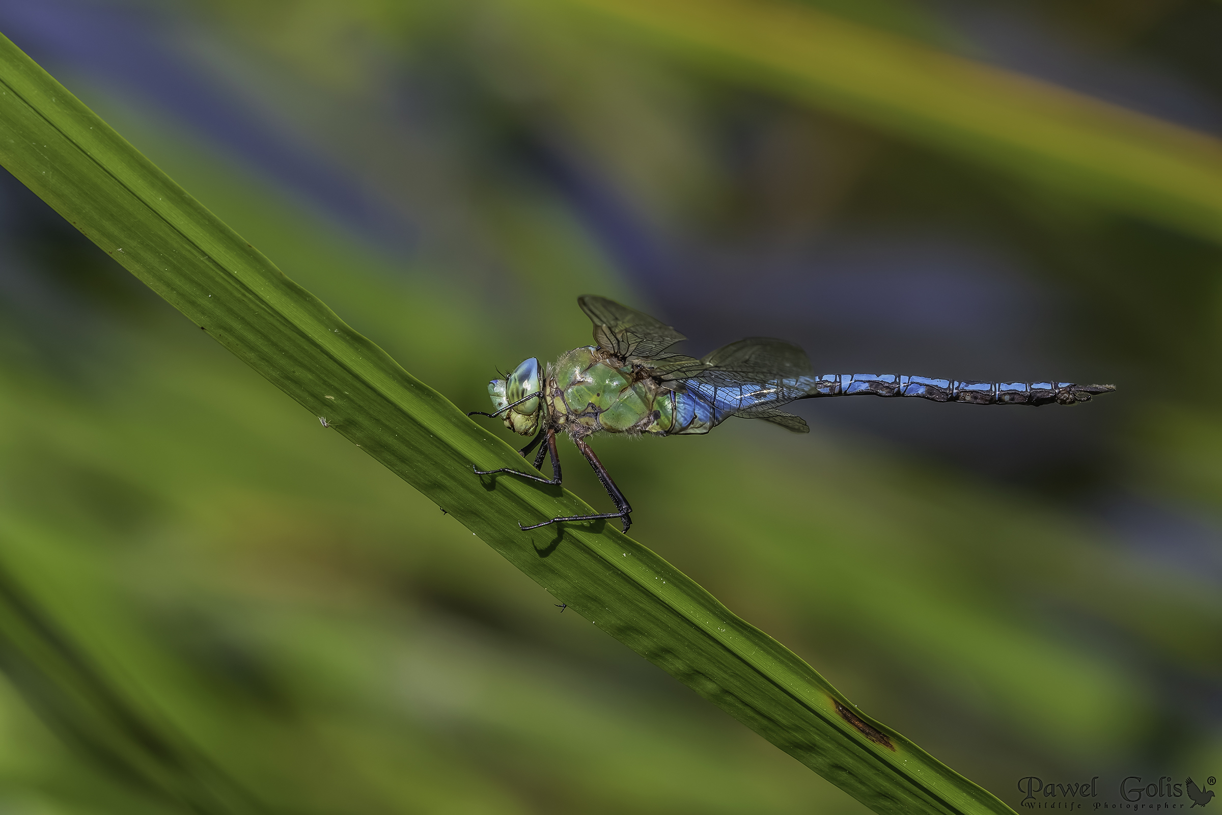 Emperor Dragonfly (Anax imperator)...