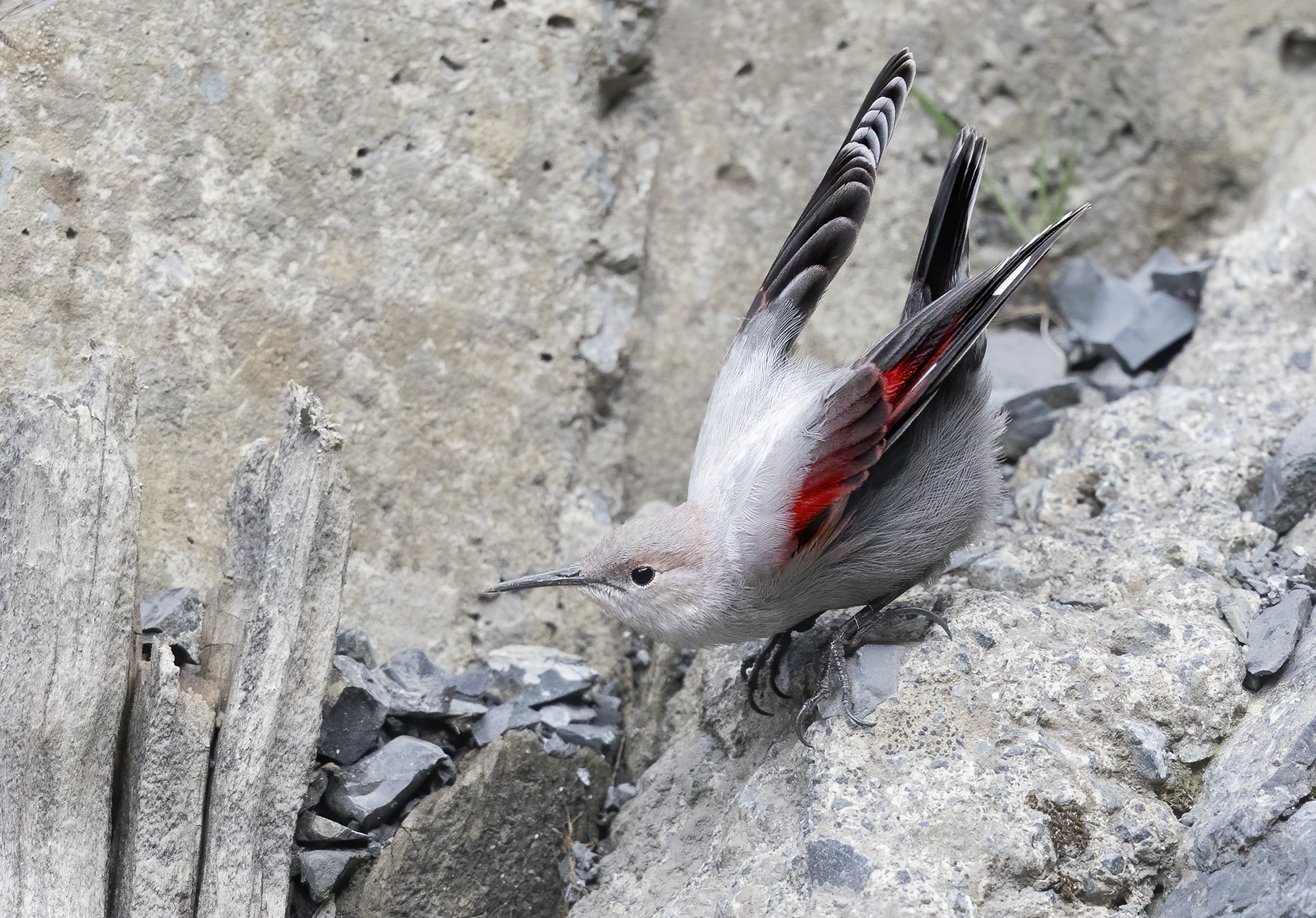 during take-off, woodpecker wall...