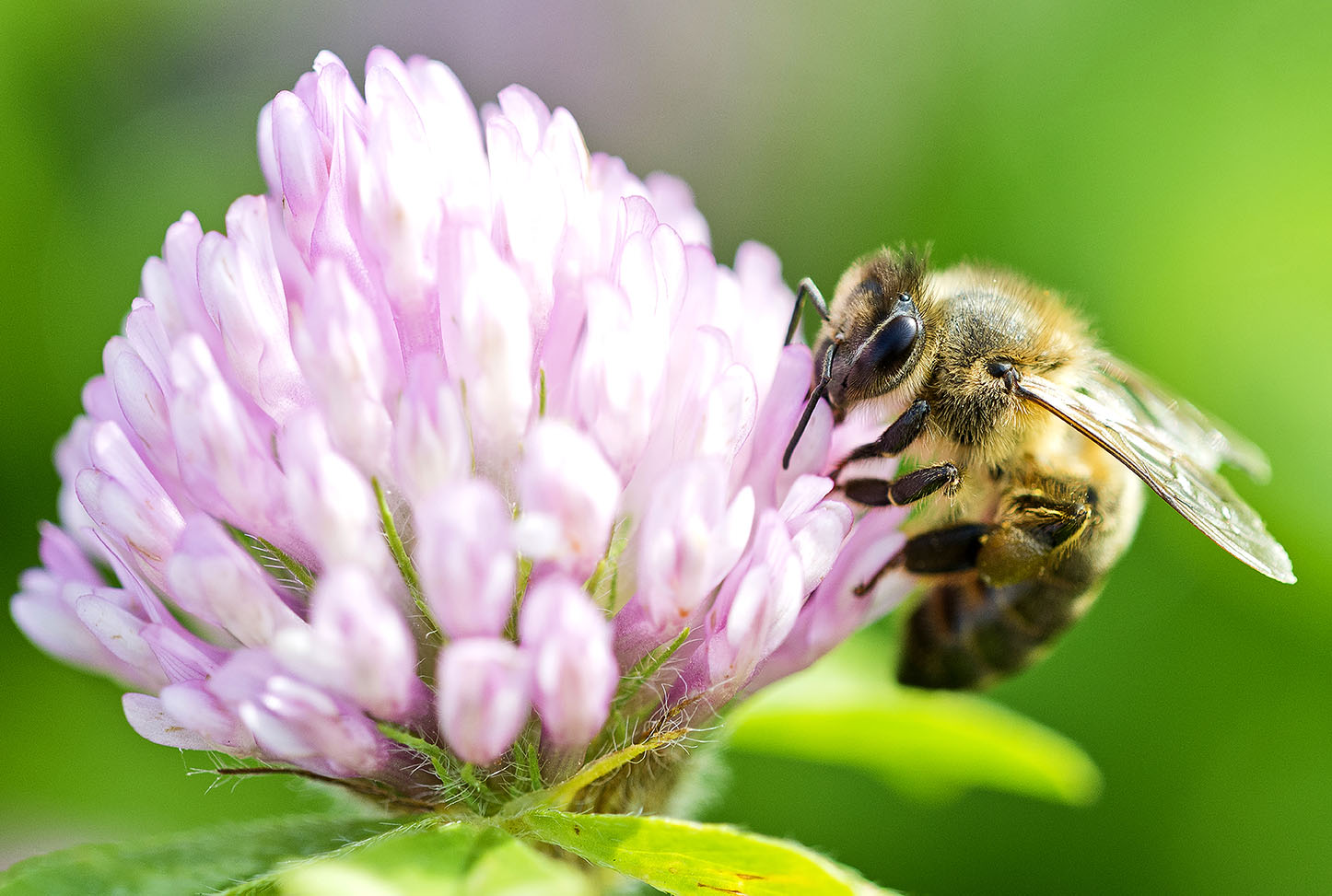 “Bee, an endangered species / Abelha, espécie em risco...